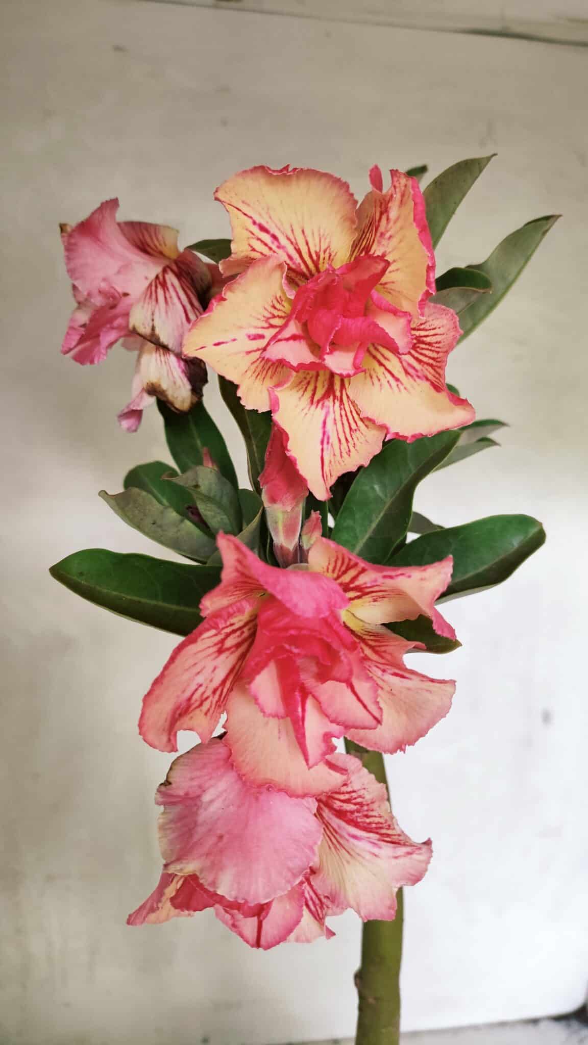 Planta Dobrada 3656 – 35cm – 03 anos - foto 4