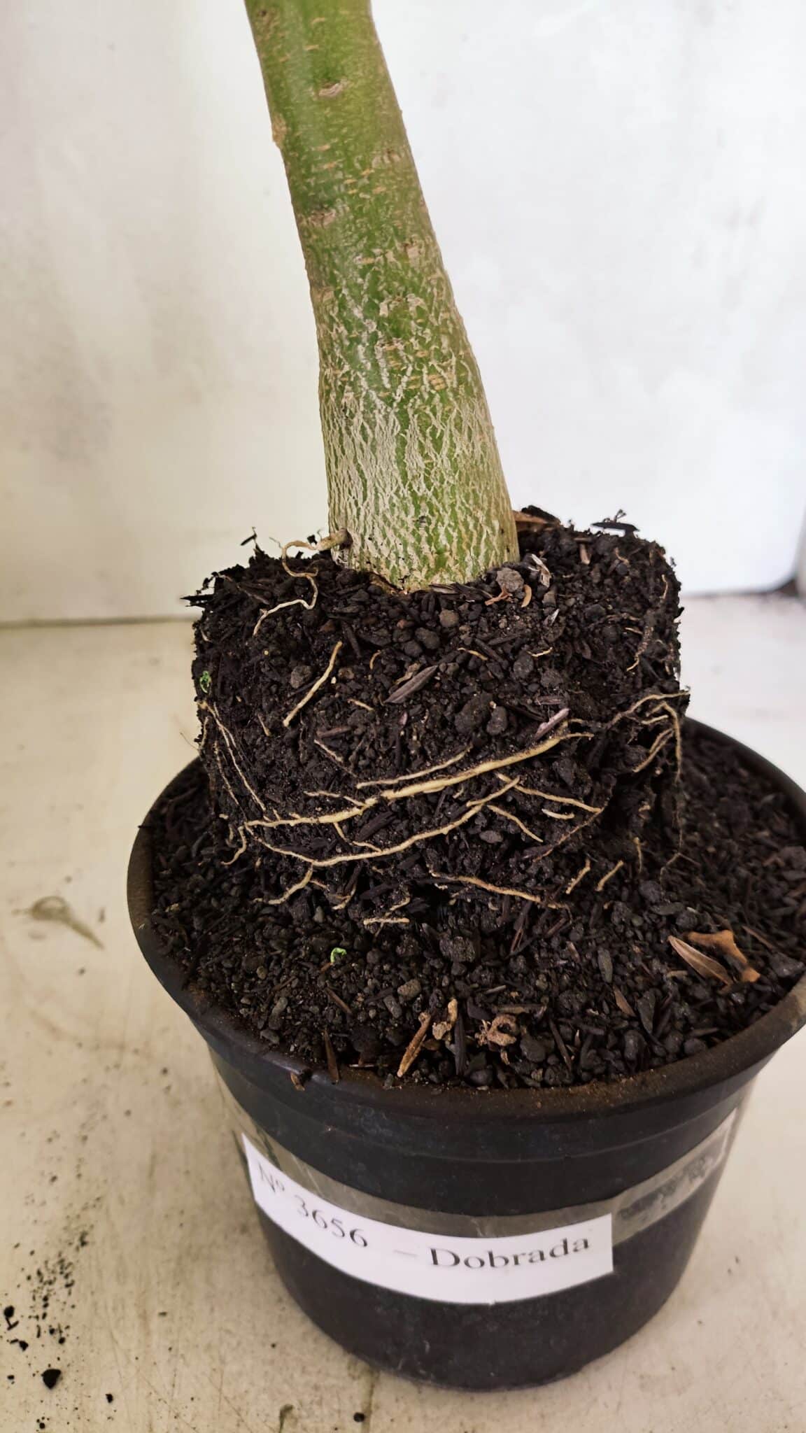 Planta Dobrada 3656 – 35cm – 03 anos - foto 7