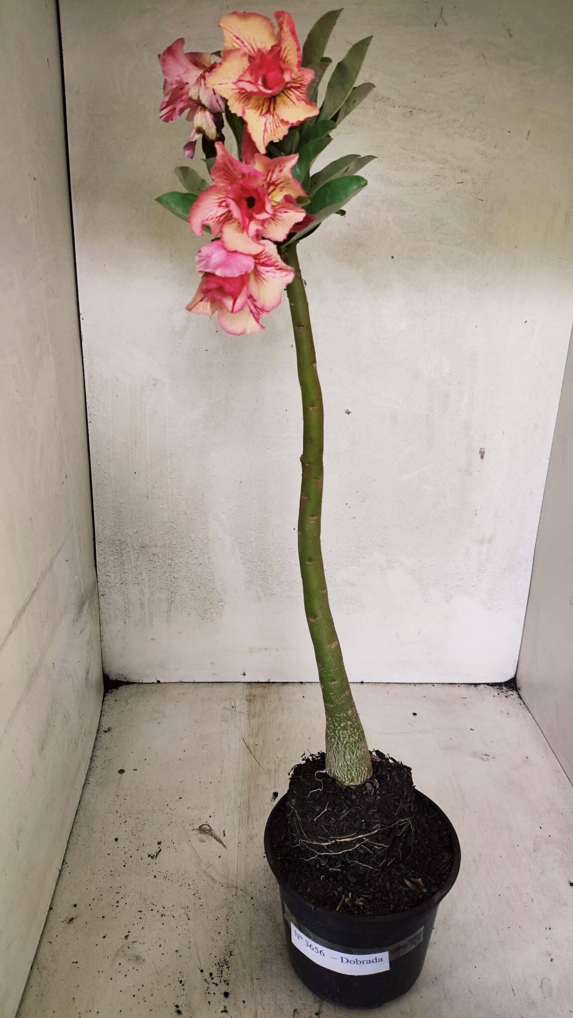 Planta Dobrada 3656 – 35cm – 03 anos - foto 2