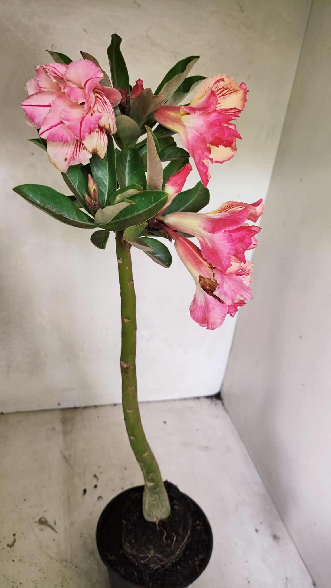 Planta Dobrada 3656 – 35cm – 03 anos - foto 6