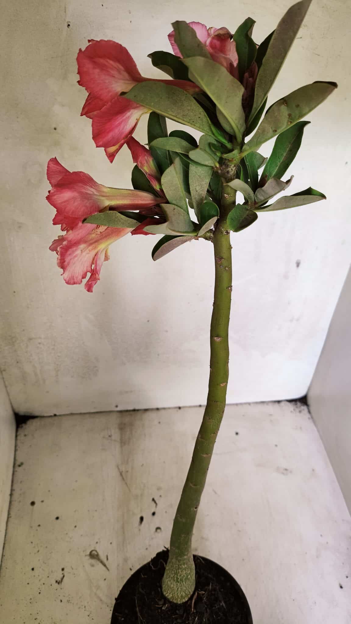 Planta Dobrada 3656 – 35cm – 03 anos - foto 5