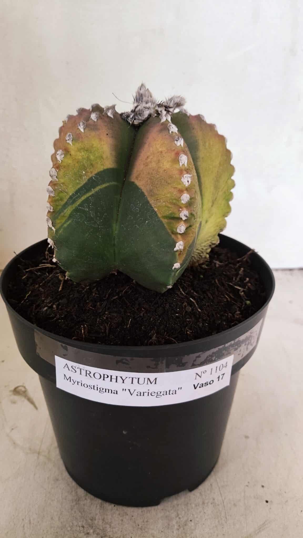 ASTROPHYTUM MYRIOSTIGMA "Variegata" Nº 1104 – vaso 17 - foto 2