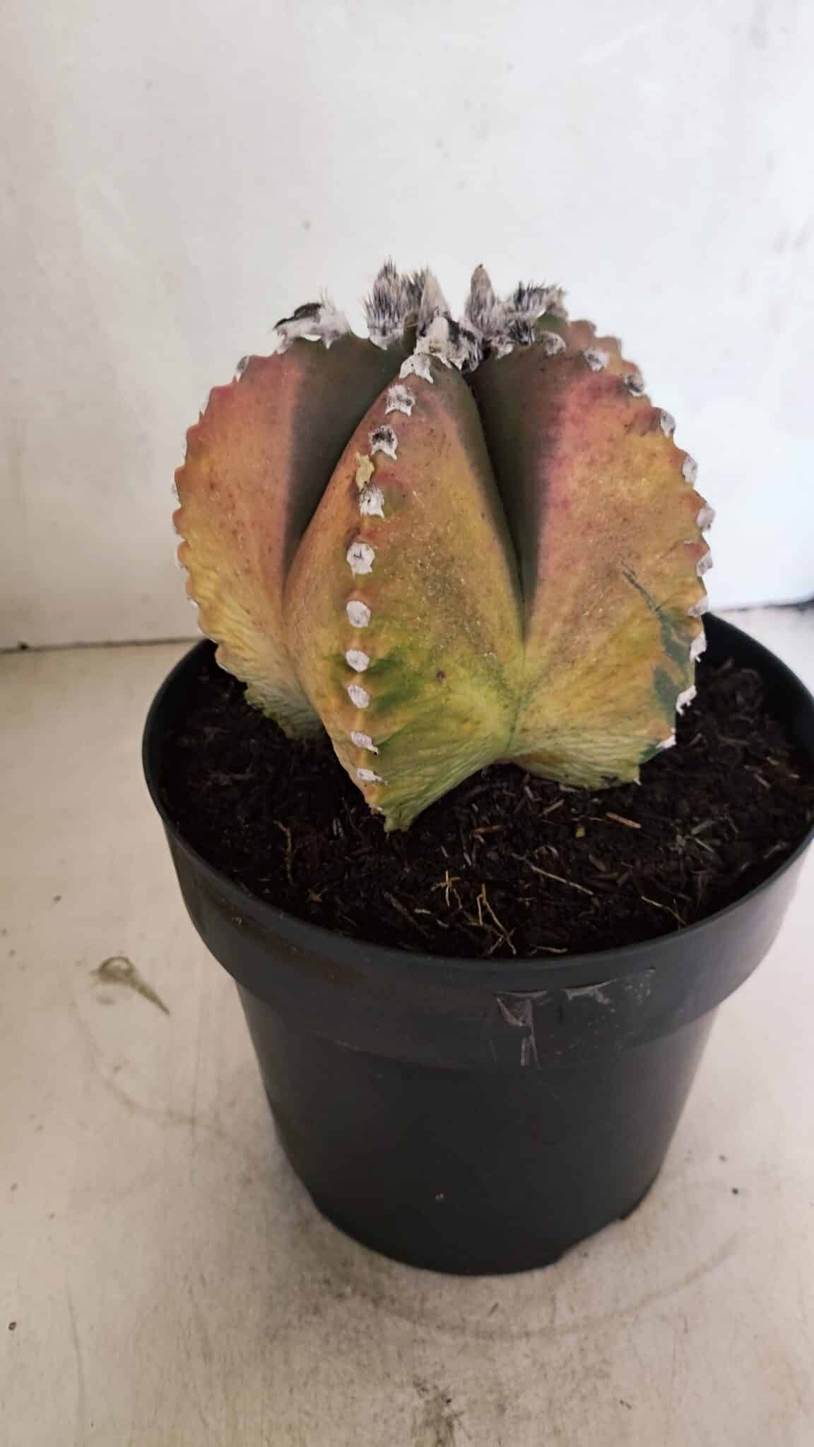 ASTROPHYTUM MYRIOSTIGMA "Variegata" Nº 1104 – vaso 17 - foto 9