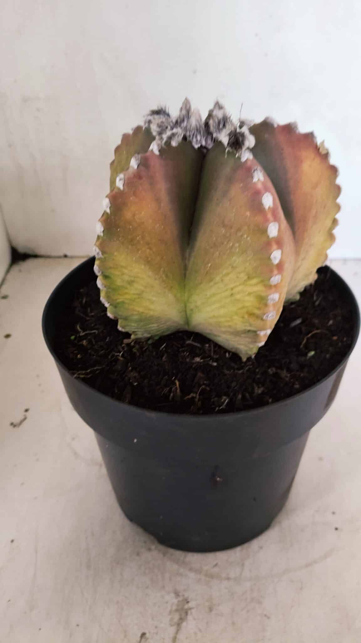 ASTROPHYTUM MYRIOSTIGMA "Variegata" Nº 1104 – vaso 17 - foto 8