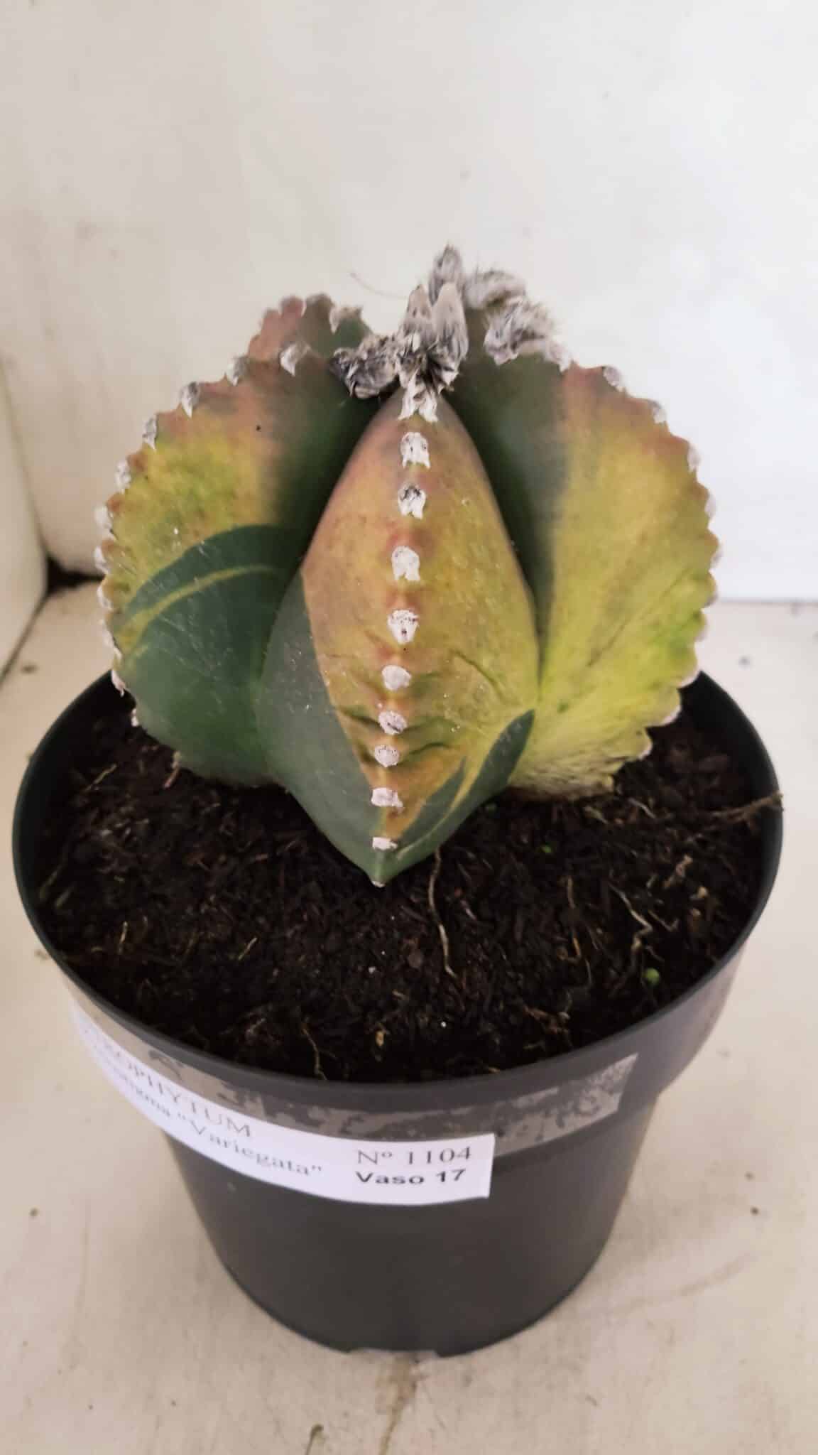ASTROPHYTUM MYRIOSTIGMA "Variegata" Nº 1104 – vaso 17 - foto 7
