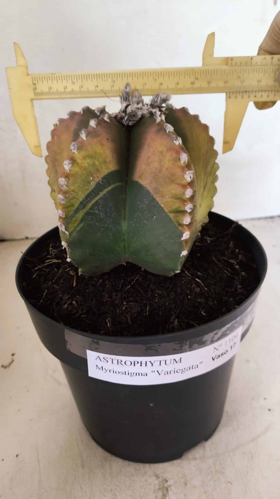 ASTROPHYTUM MYRIOSTIGMA "Variegata" Nº 1104 – vaso 17 - foto 6