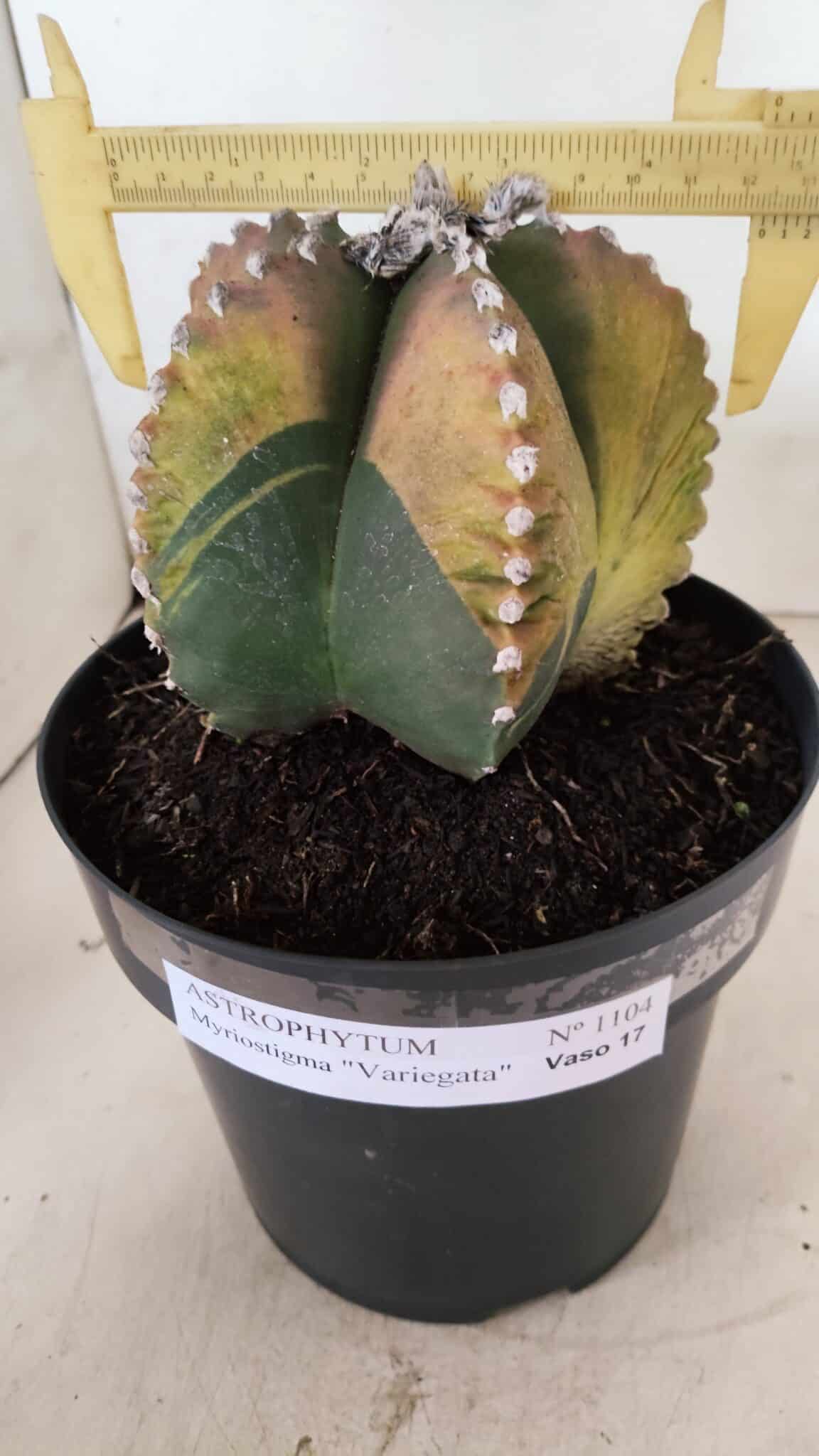 ASTROPHYTUM MYRIOSTIGMA "Variegata" Nº 1104 – vaso 17 - foto 4