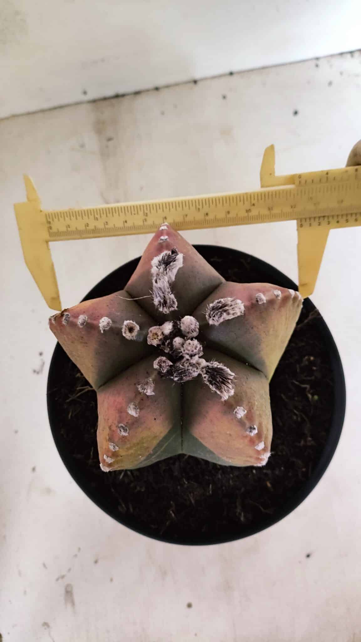 ASTROPHYTUM MYRIOSTIGMA "Variegata" Nº 1104 – vaso 17 - foto 5