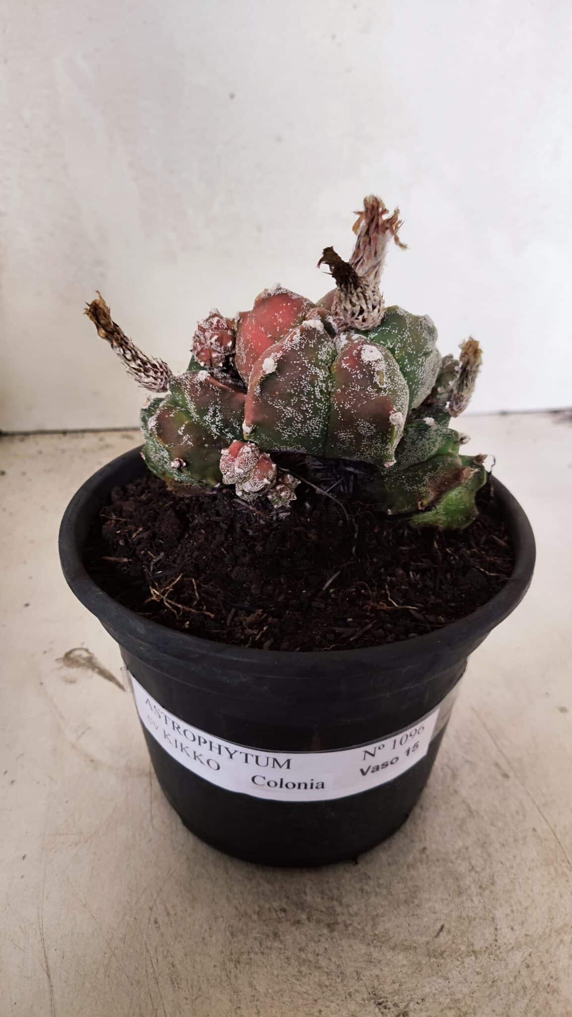 ASTROPHYTUM cv KIKKO "COLÔNIA"  Nº 1096 – vaso 15 - foto 2
