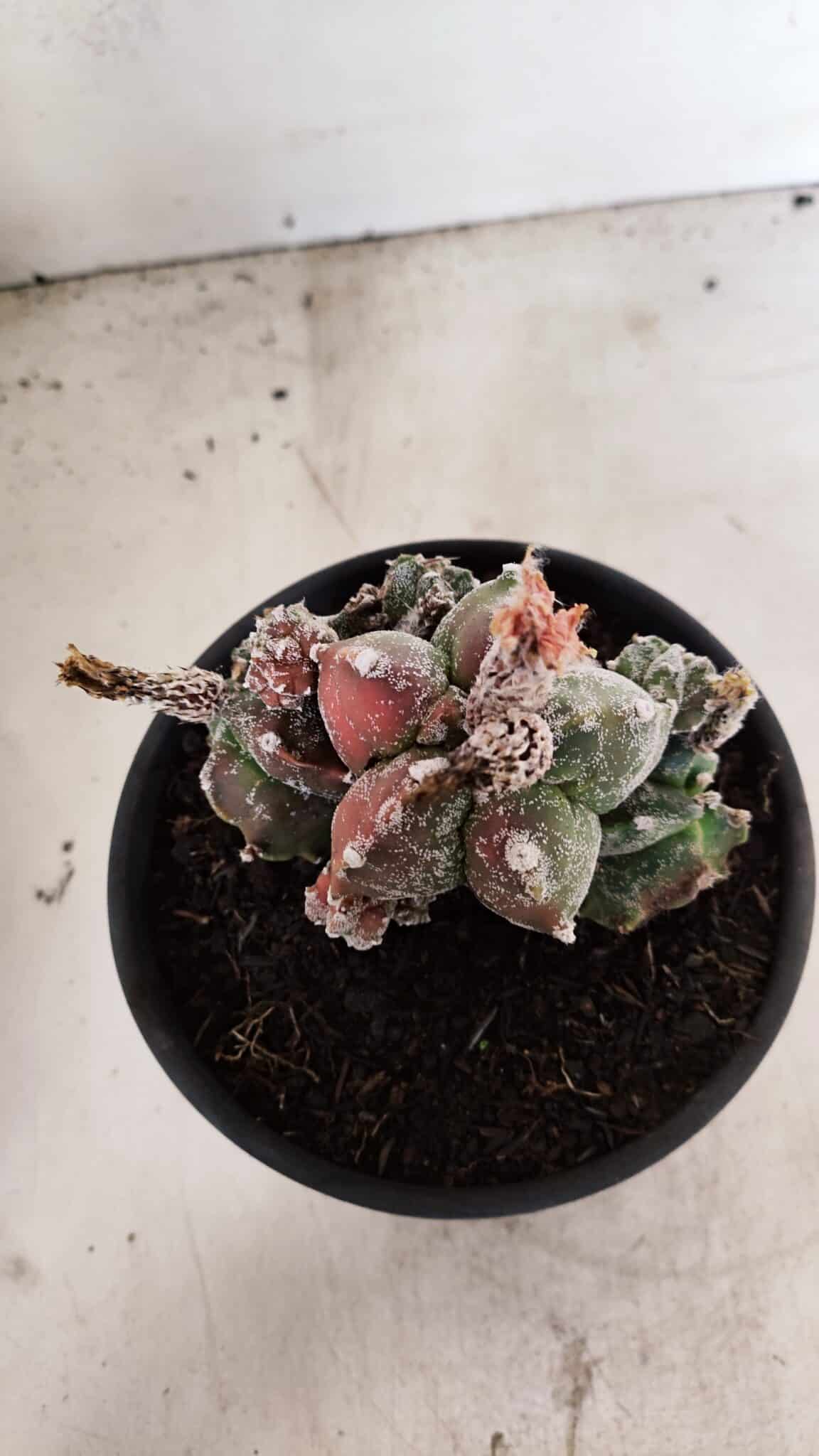 ASTROPHYTUM cv KIKKO "COLÔNIA"  Nº 1096 – vaso 15 - foto 8