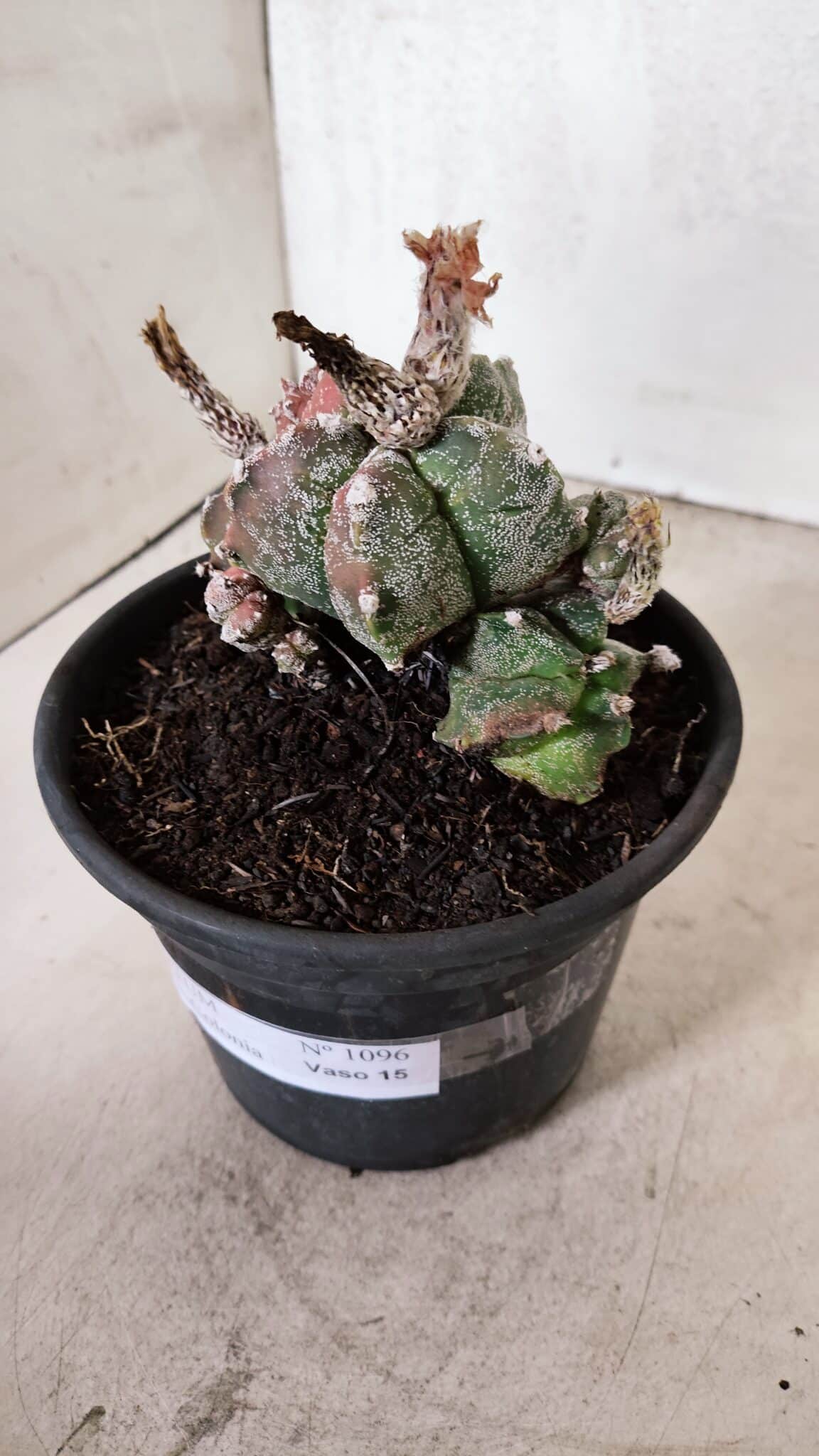 ASTROPHYTUM cv KIKKO "COLÔNIA"  Nº 1096 – vaso 15 - foto 7