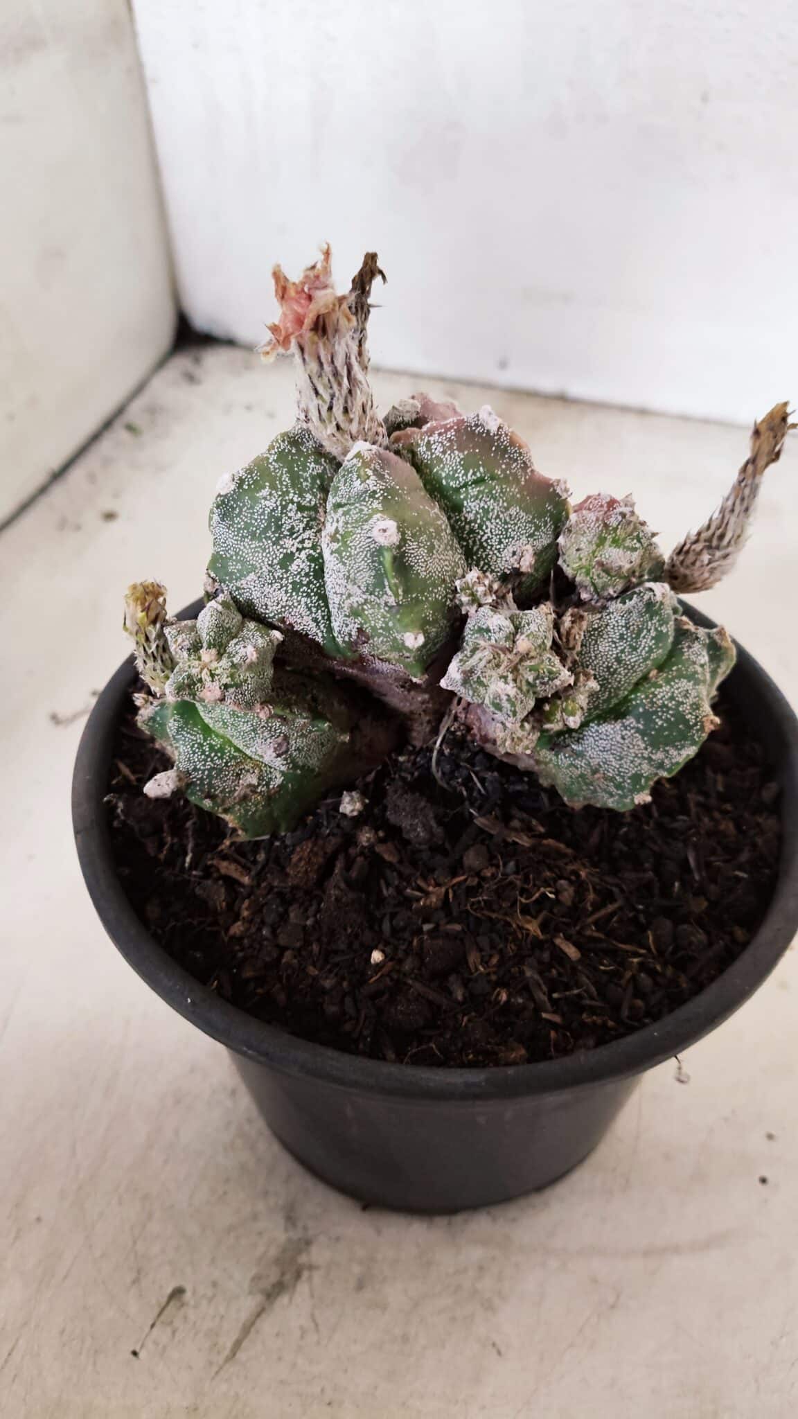 ASTROPHYTUM cv KIKKO "COLÔNIA"  Nº 1096 – vaso 15 - foto 6