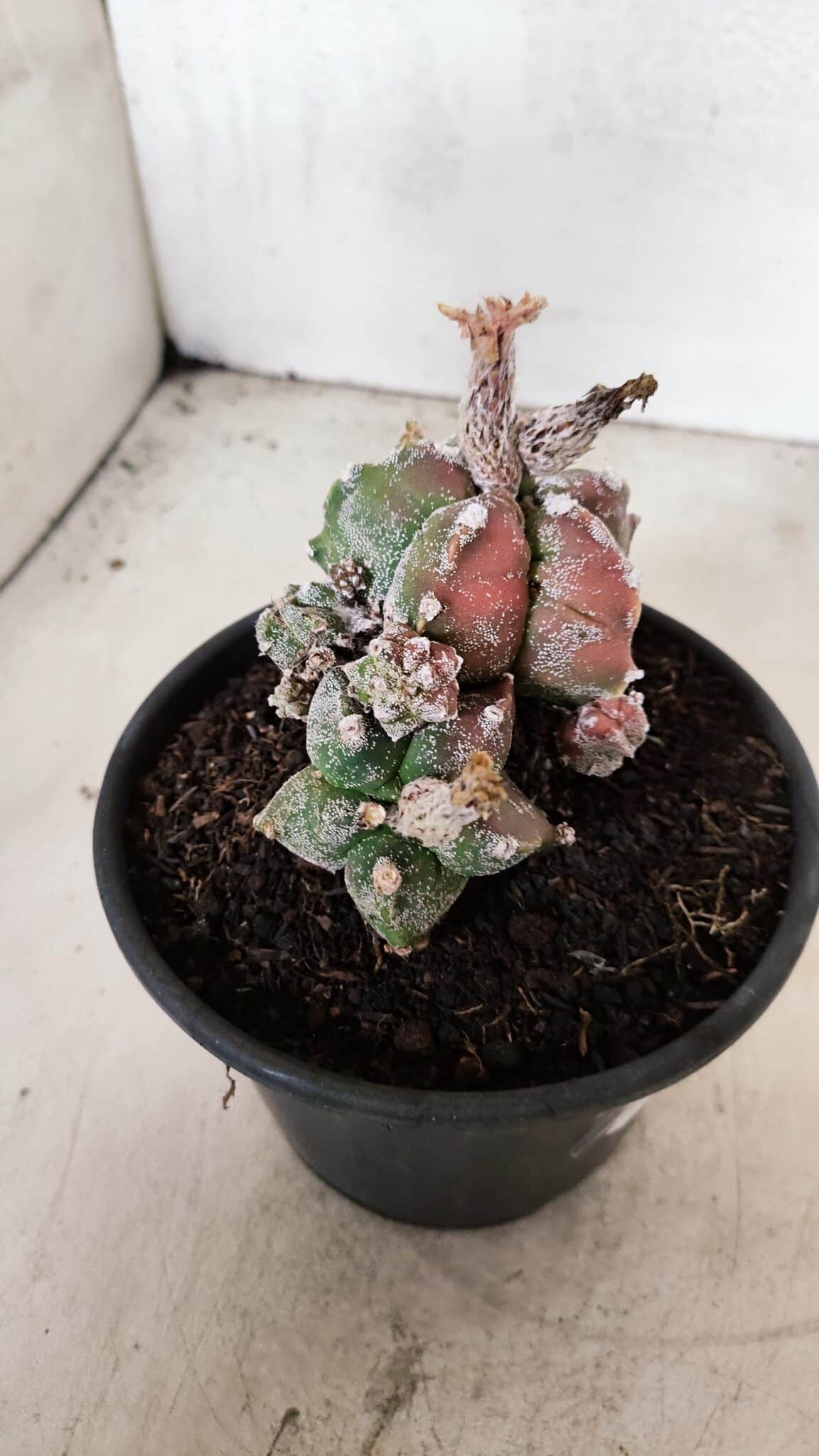 ASTROPHYTUM cv KIKKO "COLÔNIA"  Nº 1096 – vaso 15 - foto 5