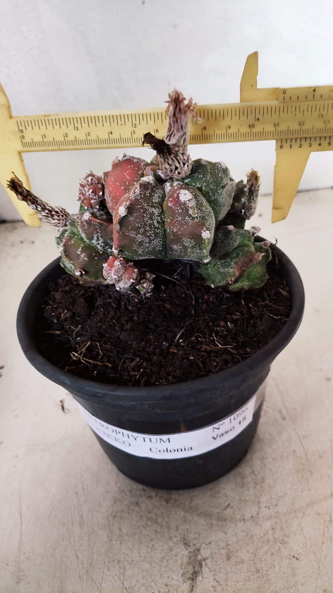 ASTROPHYTUM cv KIKKO "COLÔNIA"  Nº 1096 – vaso 15 - foto 4