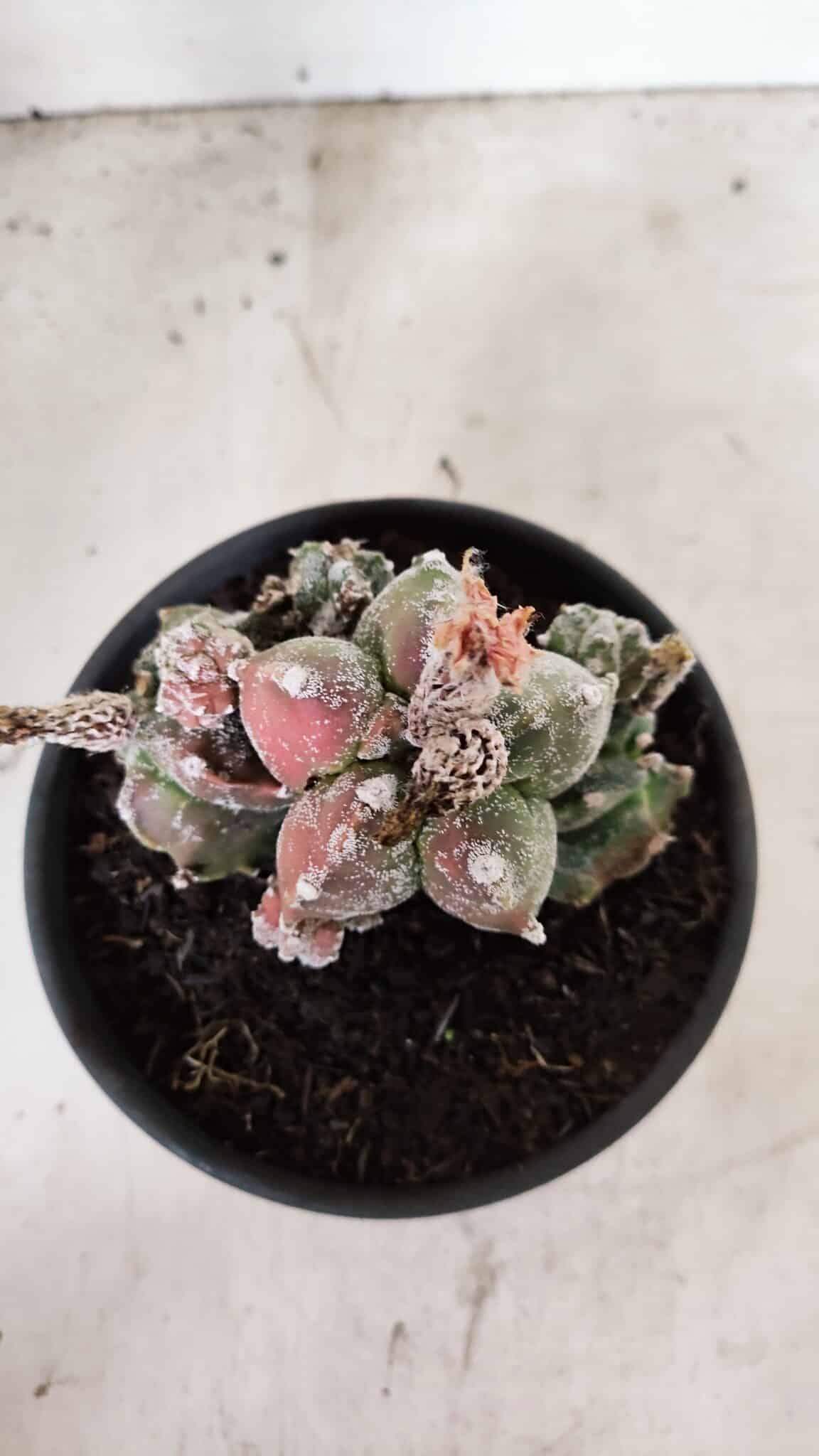 ASTROPHYTUM cv KIKKO "COLÔNIA"  Nº 1096 – vaso 15 - foto 3