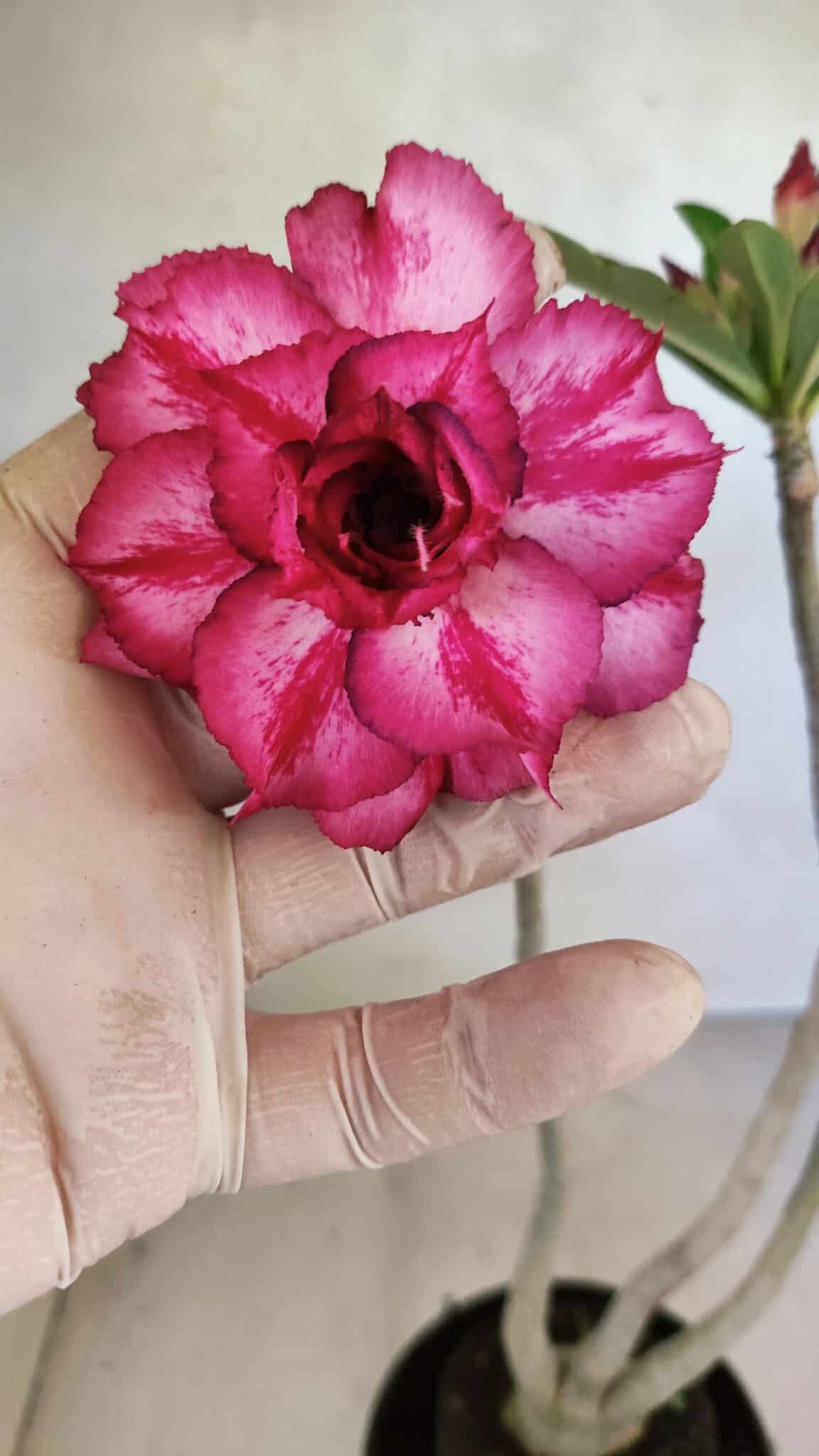 Planta Dobrada 3701 – 35cm – 03 anos - foto 3