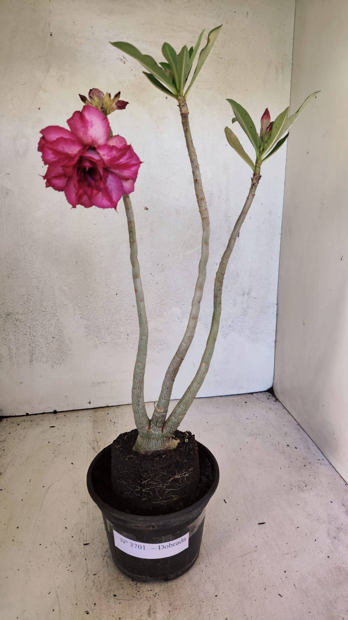 Planta Dobrada 3701 – 35cm – 03 anos - foto 2