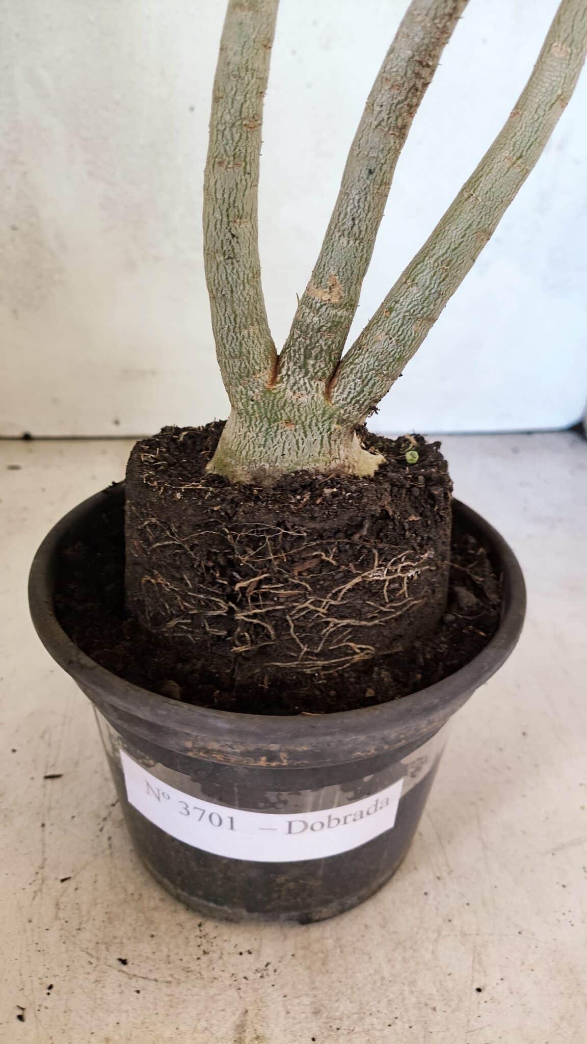 Planta Dobrada 3701 – 35cm – 03 anos - foto 6