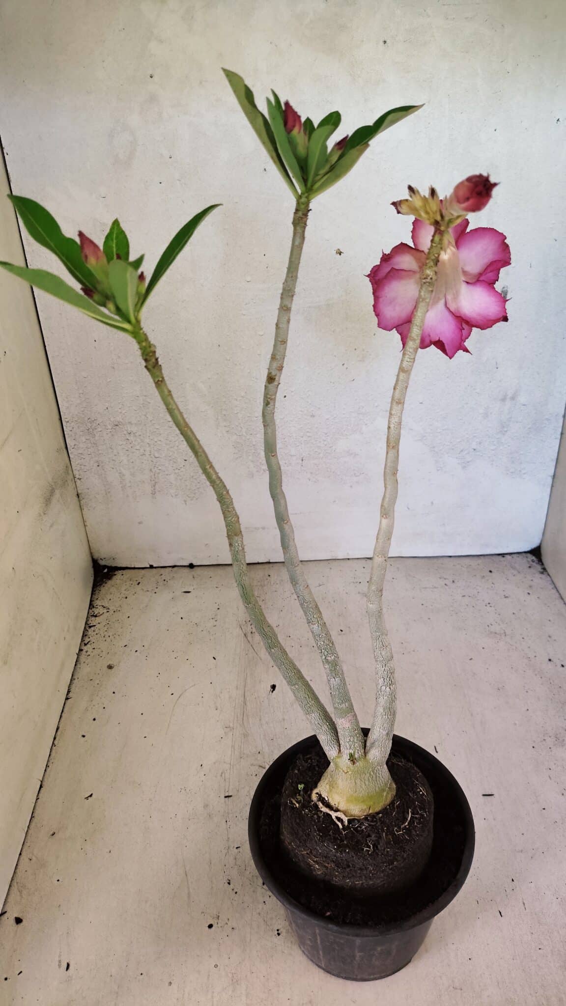 Planta Dobrada 3701 – 35cm – 03 anos - foto 5