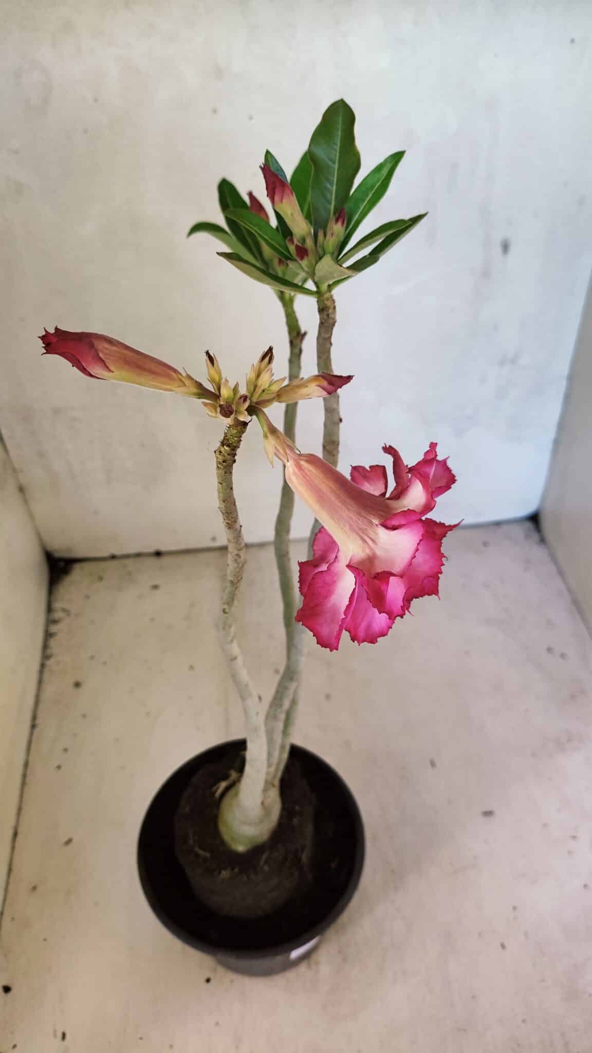 Planta Dobrada 3701 – 35cm – 03 anos - foto 4