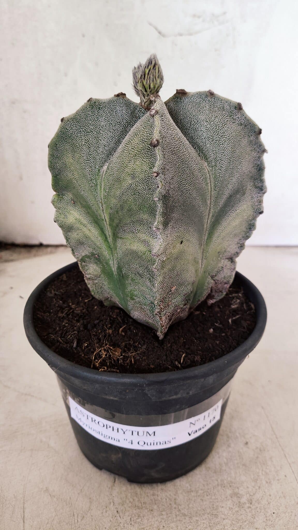 ASTROPHYTUM MYRIOSTIGMA "4 Quinas"  Nº 1170 – vaso 15 - foto 2