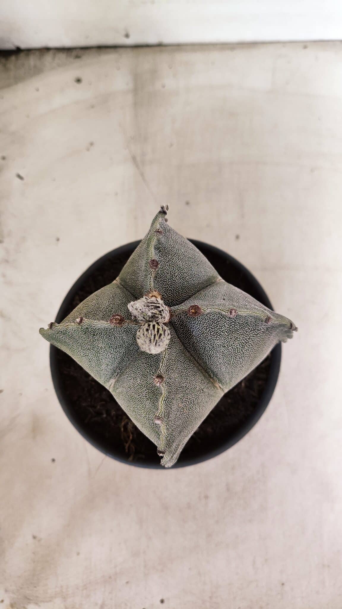 ASTROPHYTUM MYRIOSTIGMA "4 Quinas"  Nº 1170 – vaso 15 - foto 3