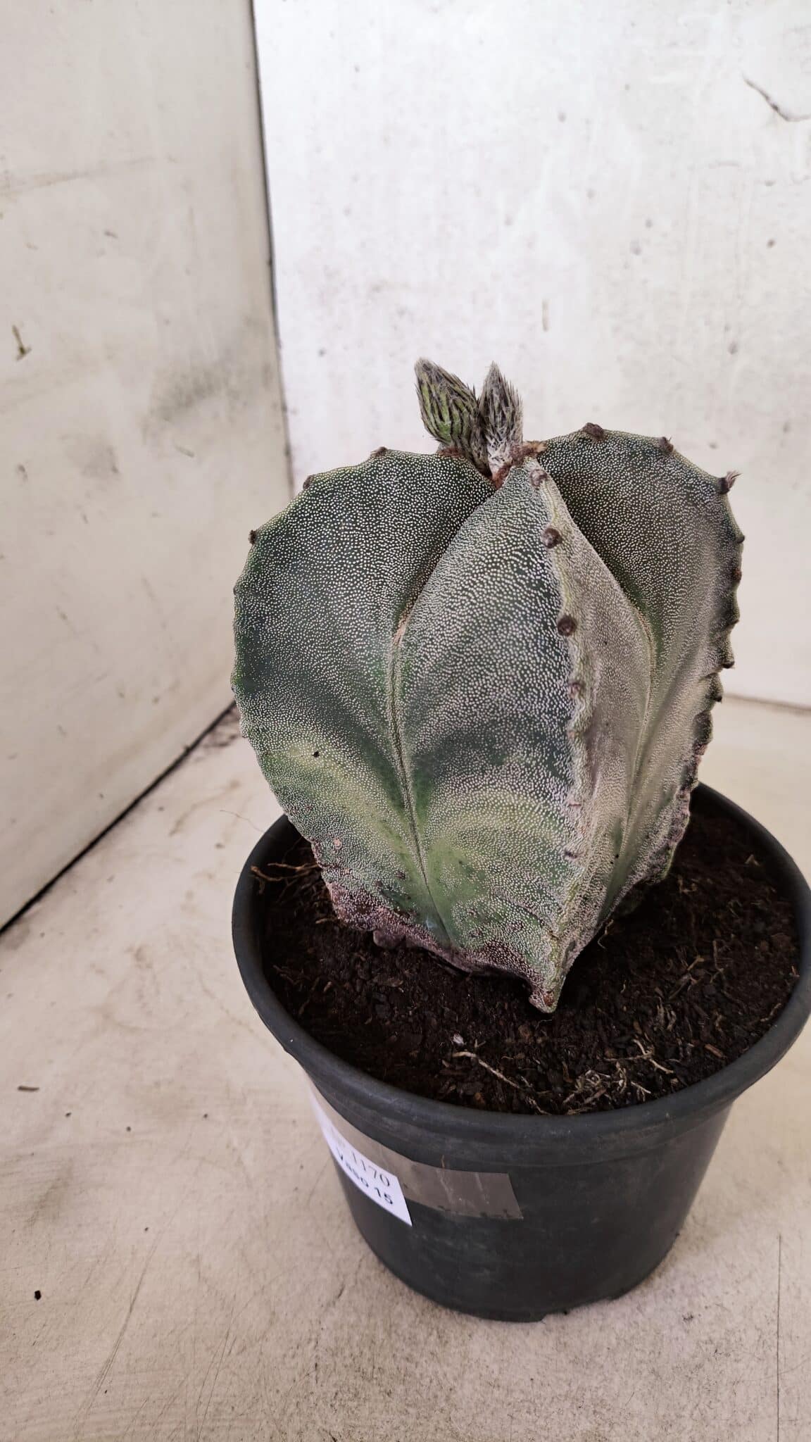 ASTROPHYTUM MYRIOSTIGMA "4 Quinas"  Nº 1170 – vaso 15 - foto 6