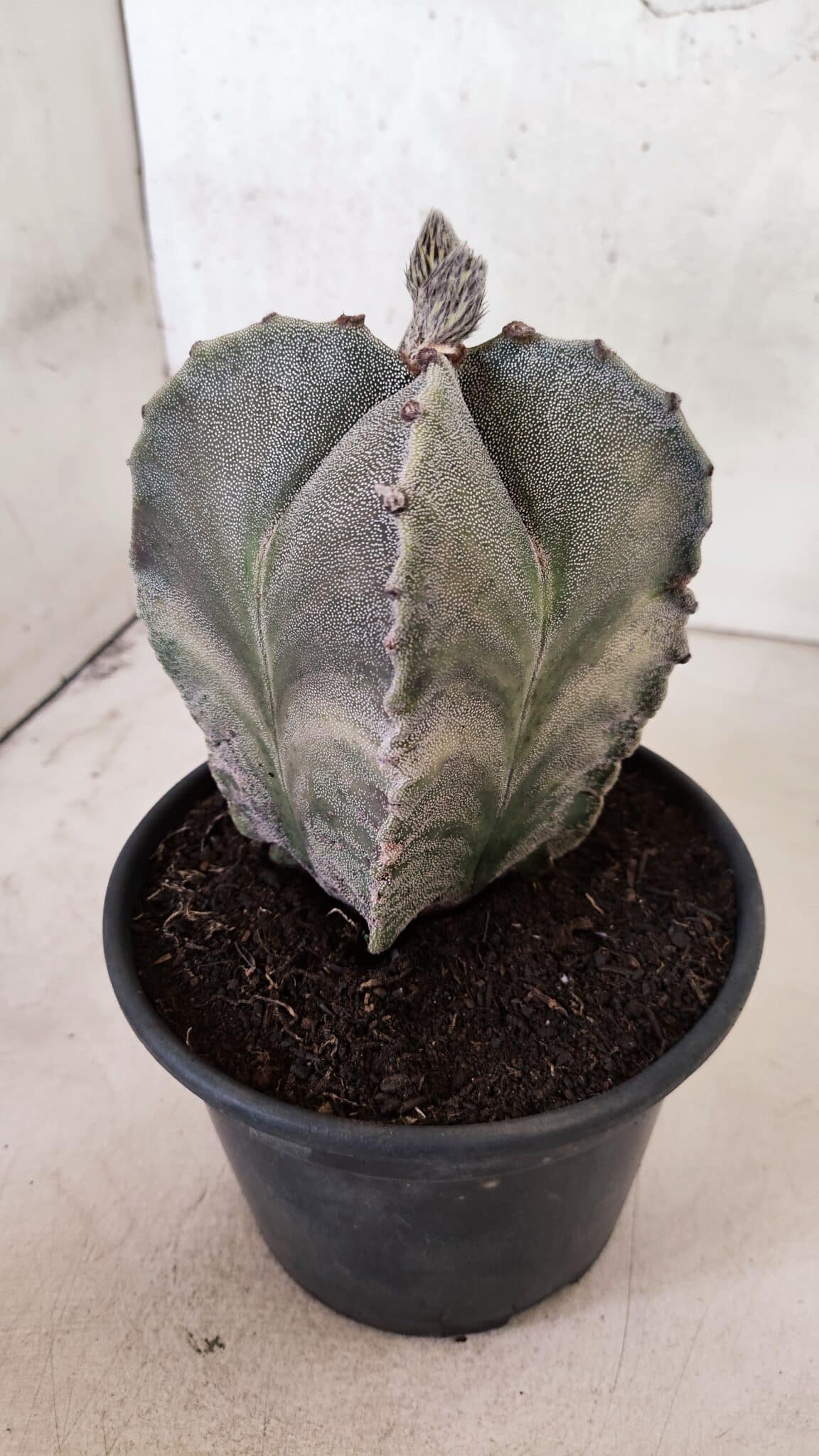 ASTROPHYTUM MYRIOSTIGMA "4 Quinas"  Nº 1170 – vaso 15 - foto 7