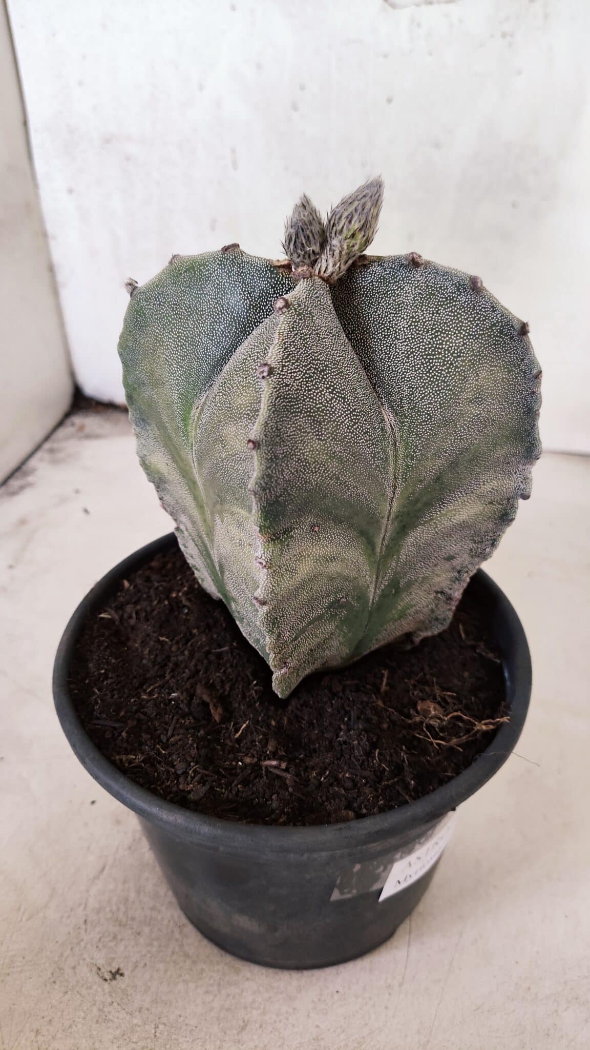 ASTROPHYTUM MYRIOSTIGMA "4 Quinas"  Nº 1170 – vaso 15 - foto 5