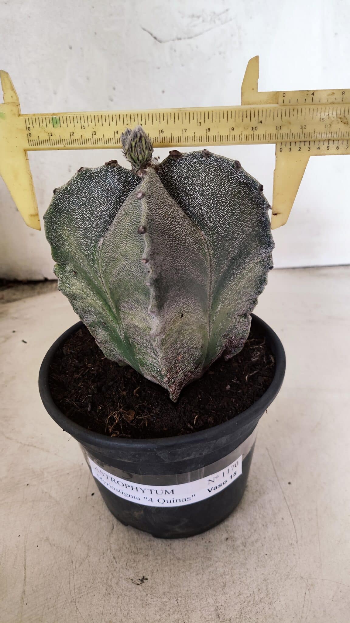 ASTROPHYTUM MYRIOSTIGMA "4 Quinas"  Nº 1170 – vaso 15 - foto 4