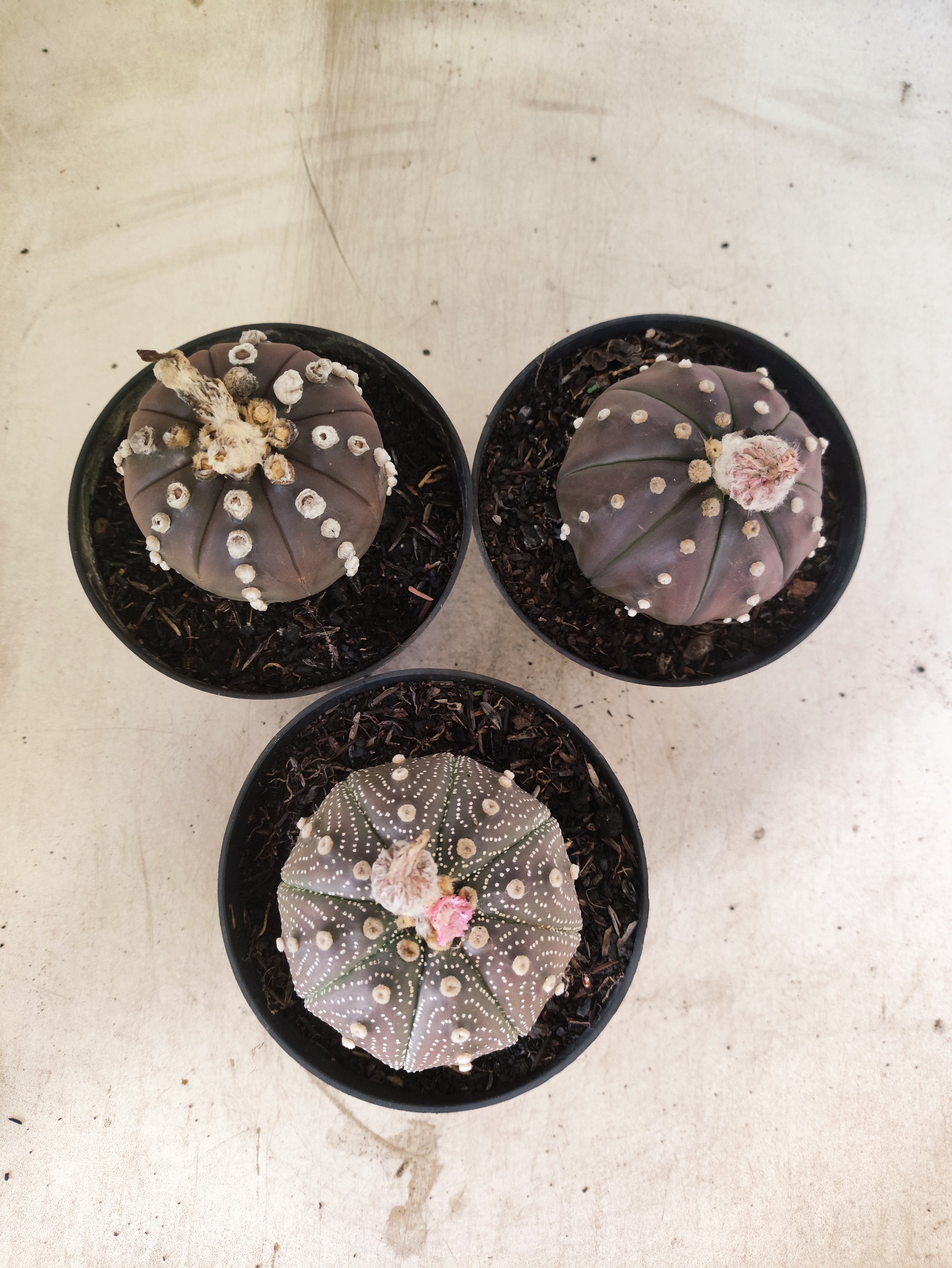 Kit 3 Astrophytum Asterias PURPLE - O Cacto Estrela - vaso 11 (Coleção Especial)
