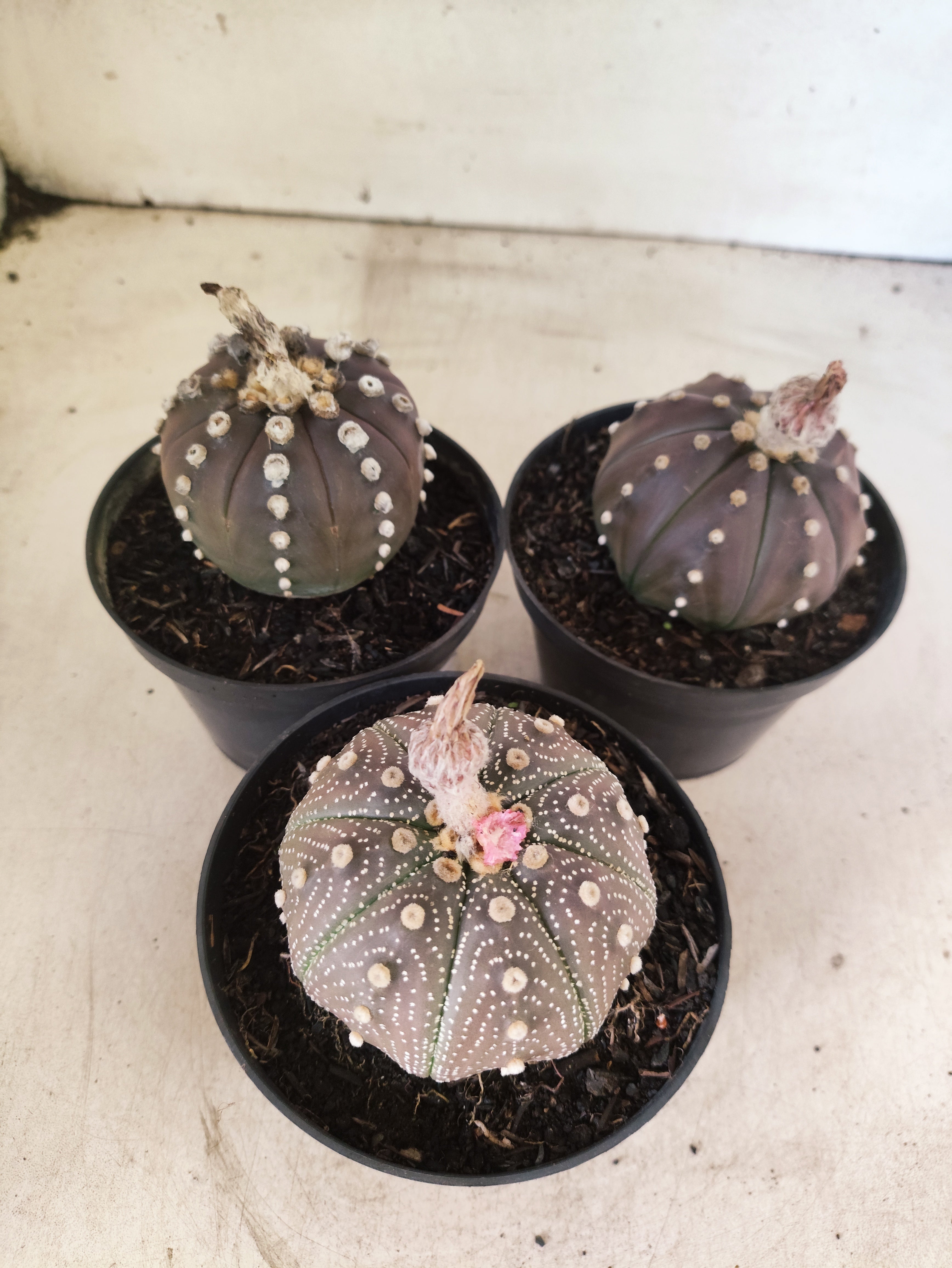 Kit 3 Astrophytum Asterias PURPLE - O Cacto Estrela - vaso 11 (Coleção Especial)