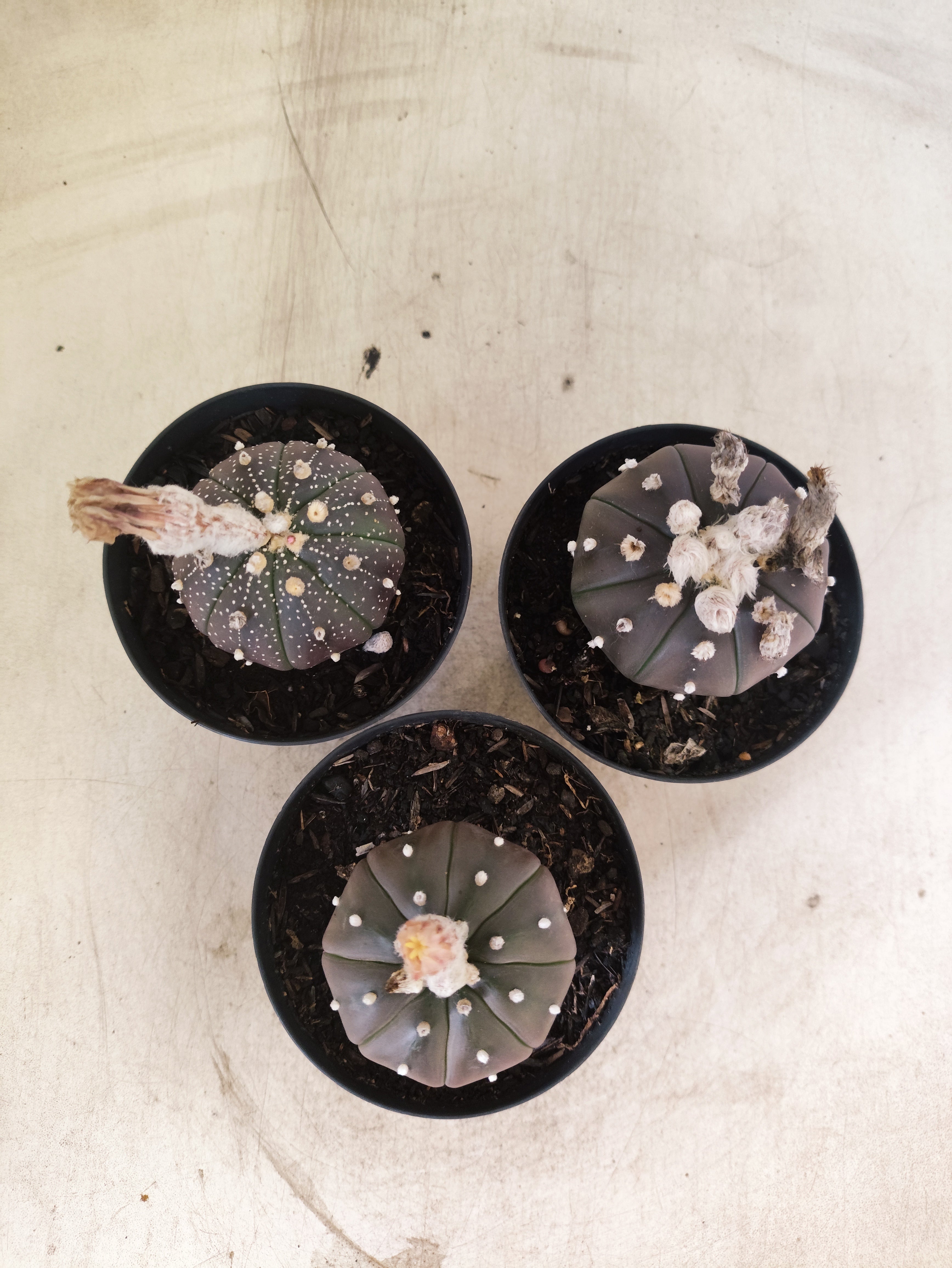 Kit 3 Astrophytum Asterias PURPLE - O Cacto Estrela - vaso 09 (Coleção Especial)
