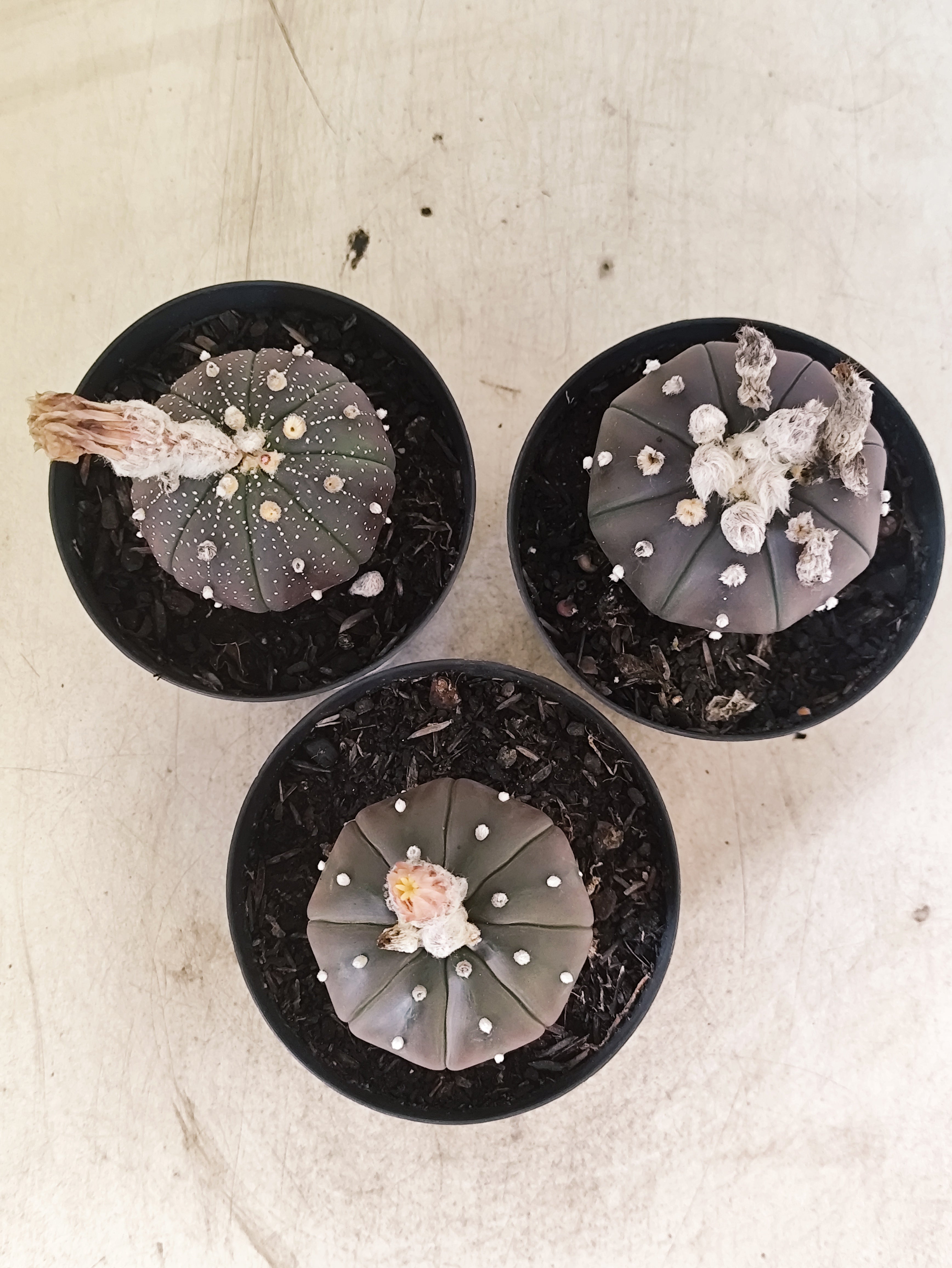 Kit 3 Astrophytum Asterias PURPLE - O Cacto Estrela - vaso 09 (Coleção Especial)