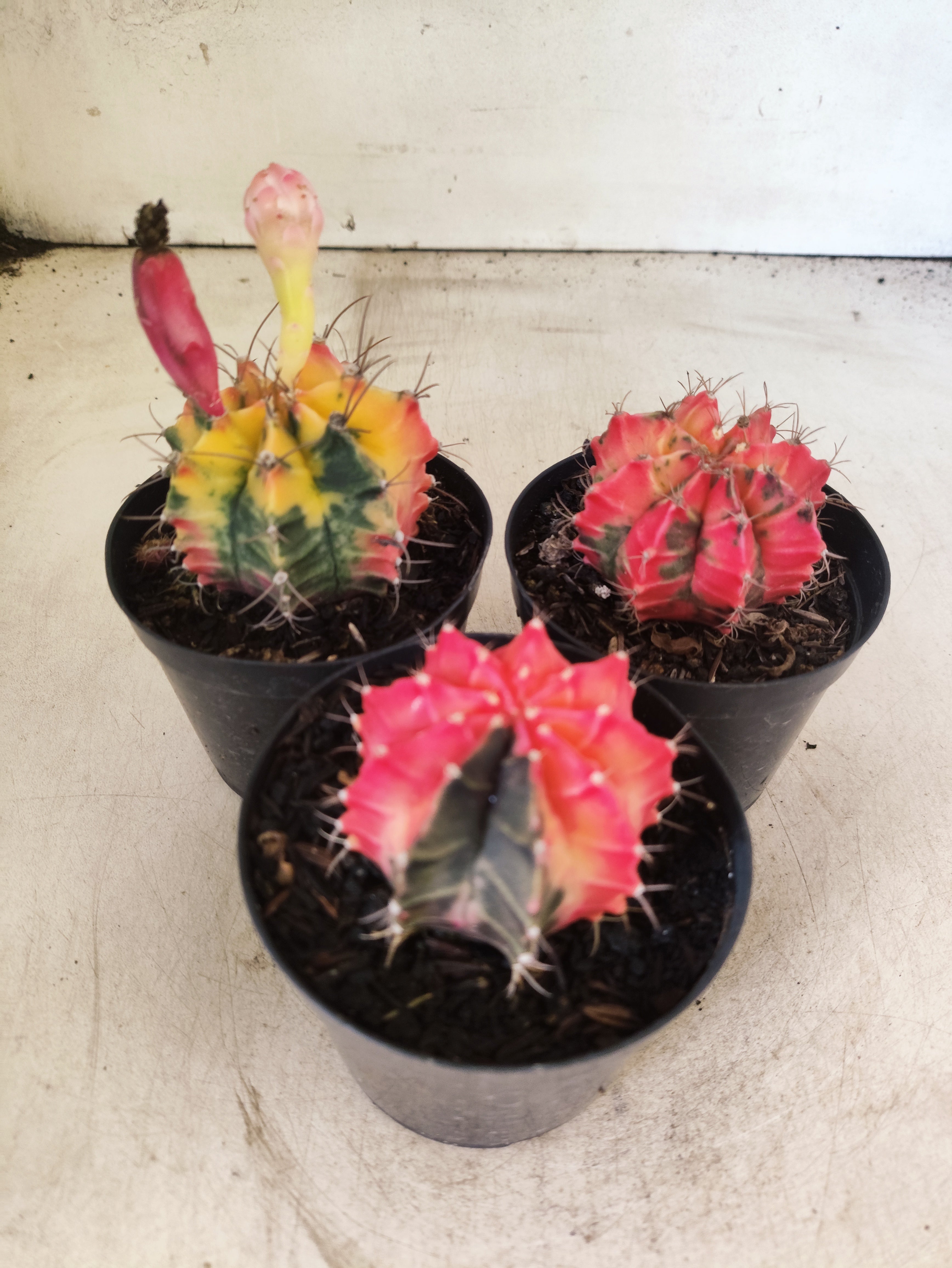 Kit 3 Cacto Gymnocalycium Mihanovichii Variegata - O Cacto Colorido - vaso 09 (Coleção Especial)