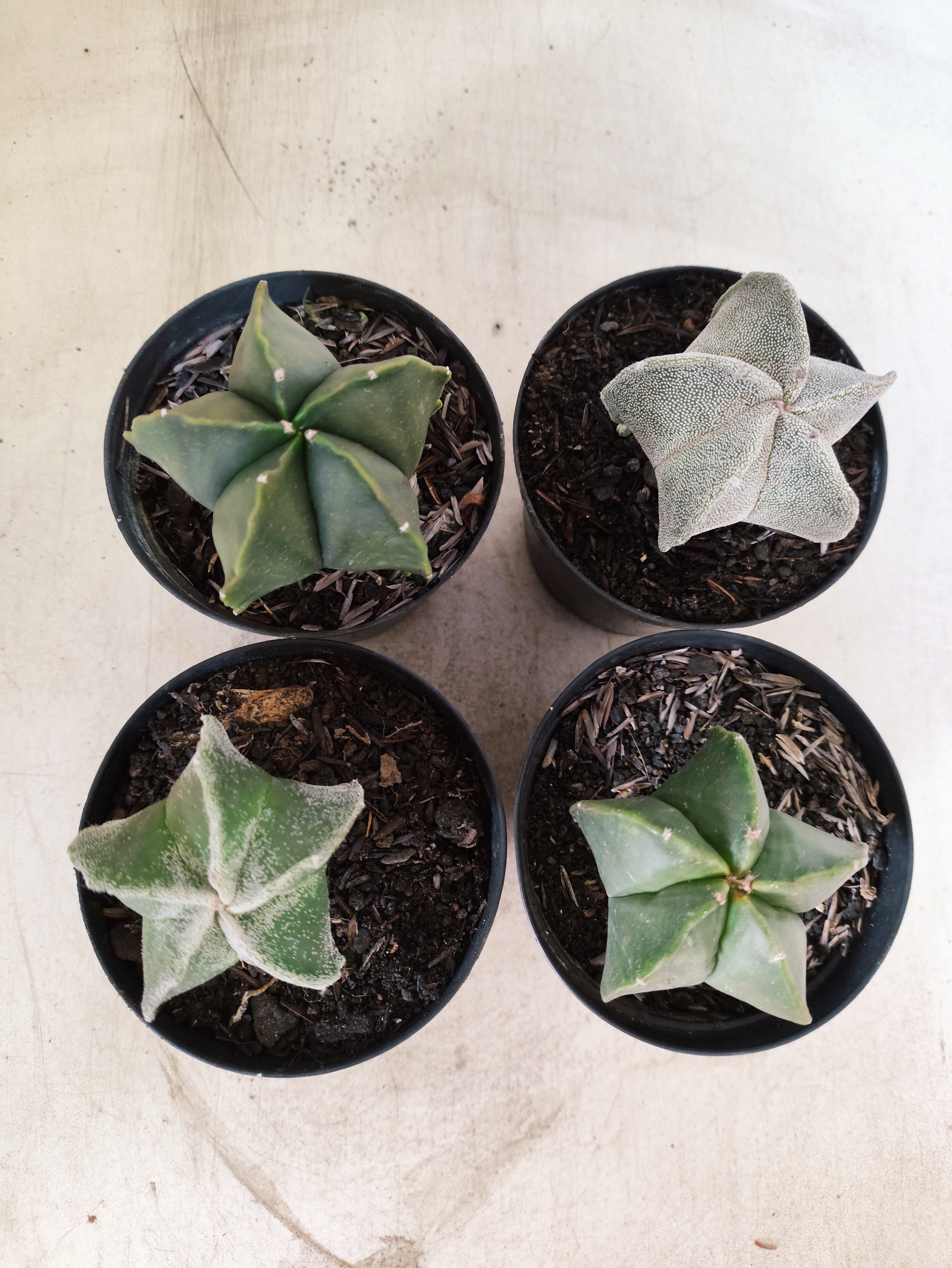 Kit 4 Cacto Astrophytum Myriostigma - O Cacto Estrela - vaso 09 (Coleção Especial)