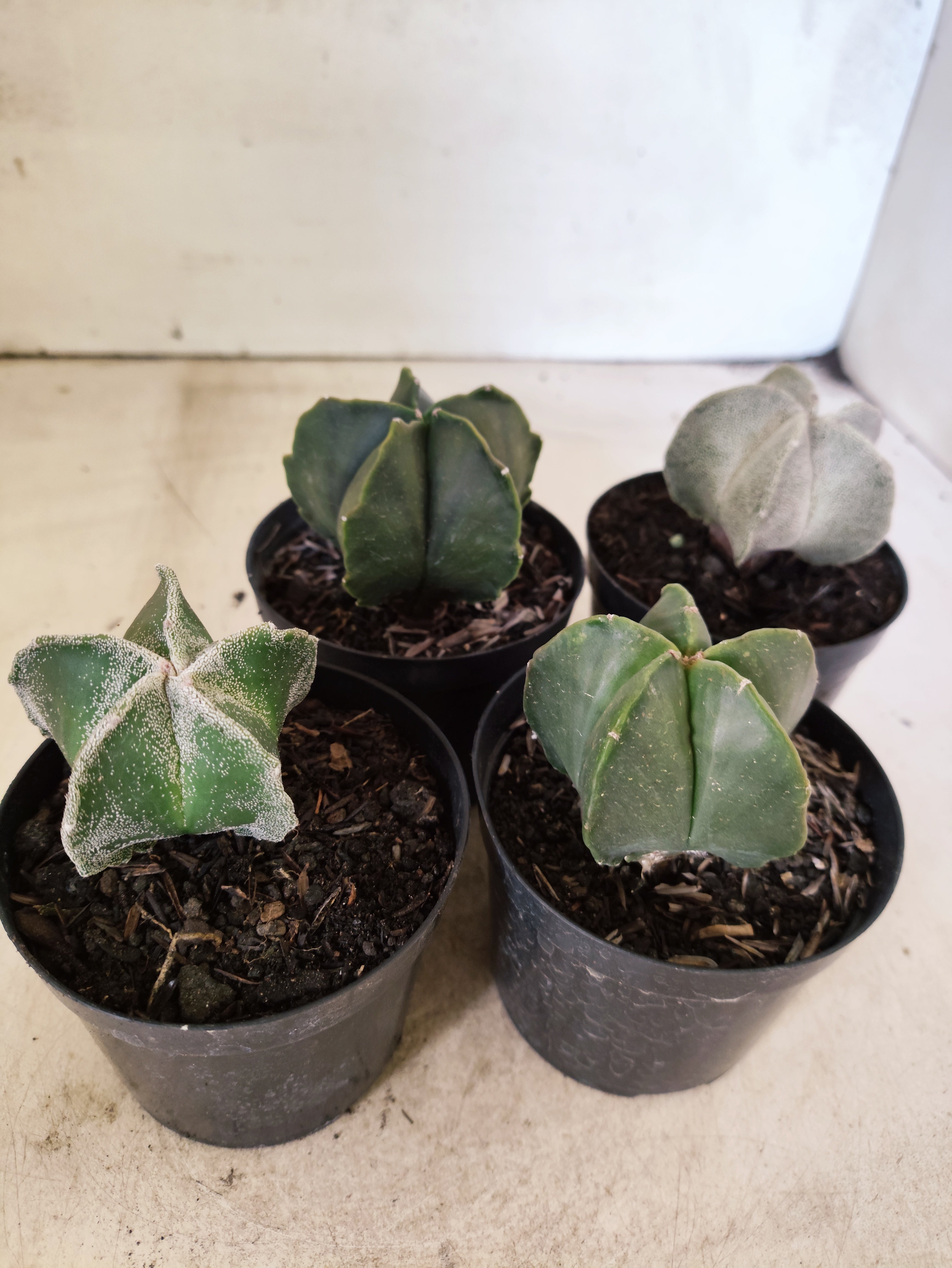 Kit 4 Cacto Astrophytum Myriostigma - O Cacto Estrela - vaso 09 (Coleção Especial)