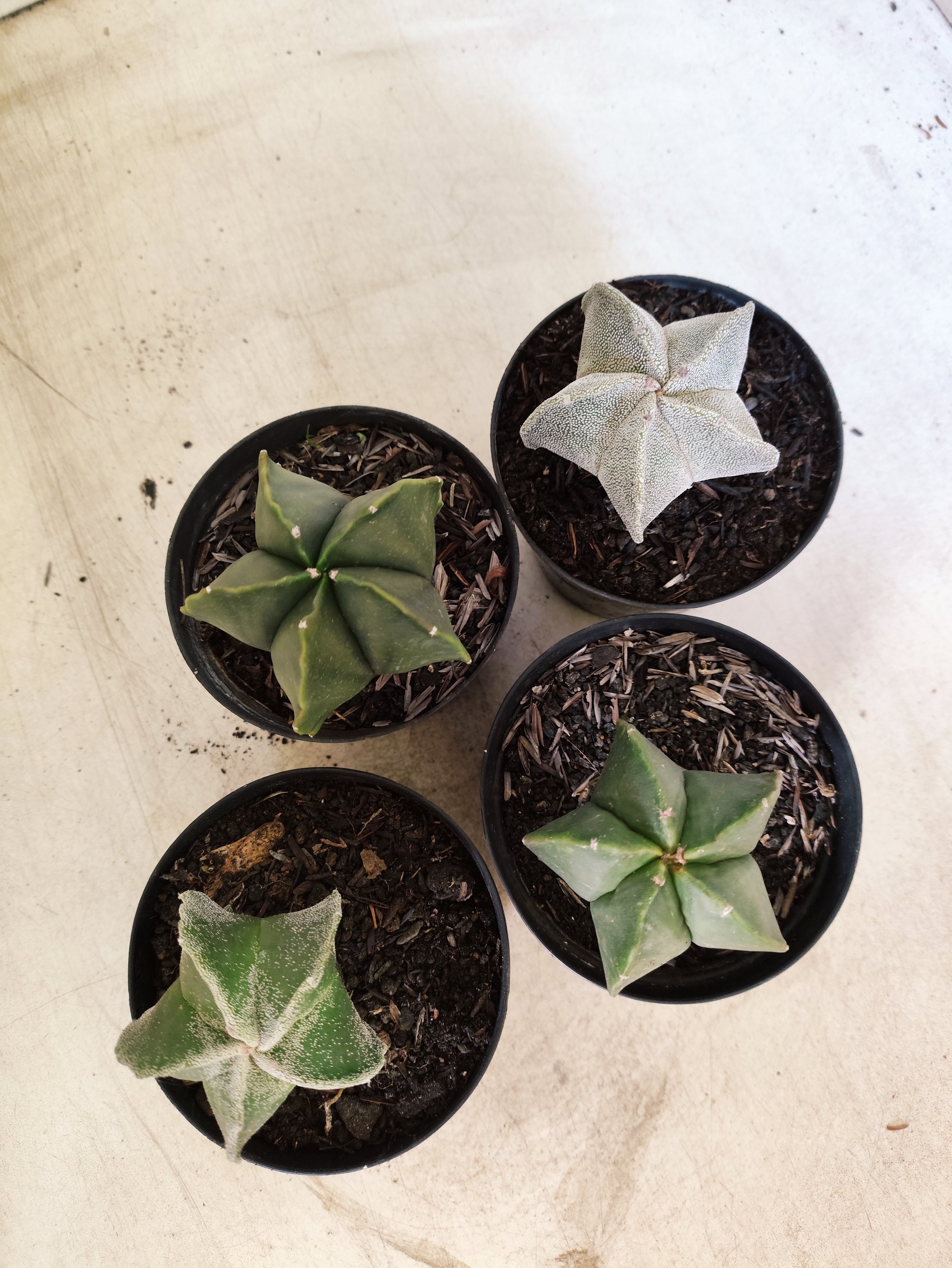 Kit 4 Cacto Astrophytum Myriostigma - O Cacto Estrela - vaso 09 (Coleção Especial)