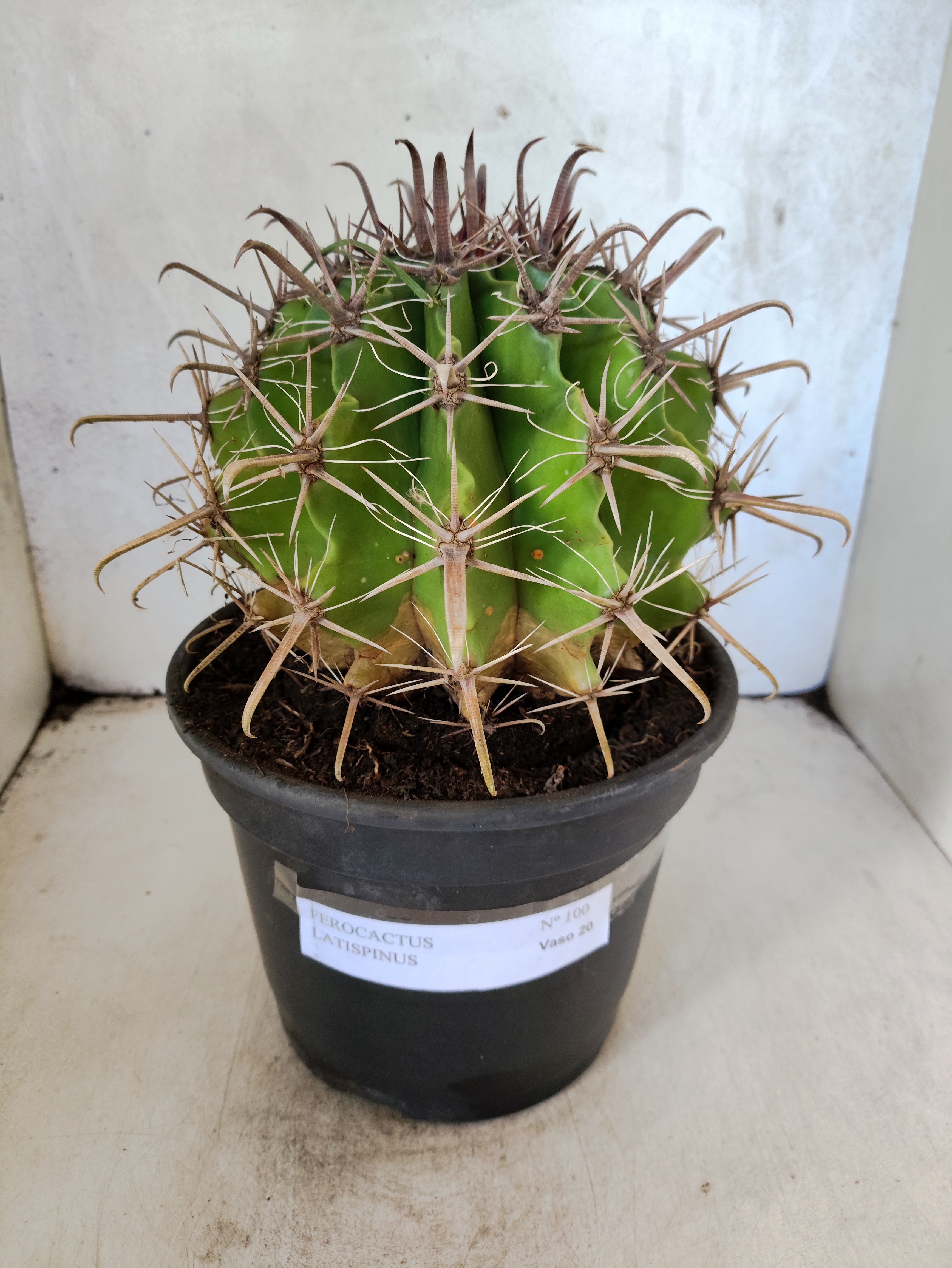 FEROCACTUS LATISPINUS Nº 100 – vaso 20