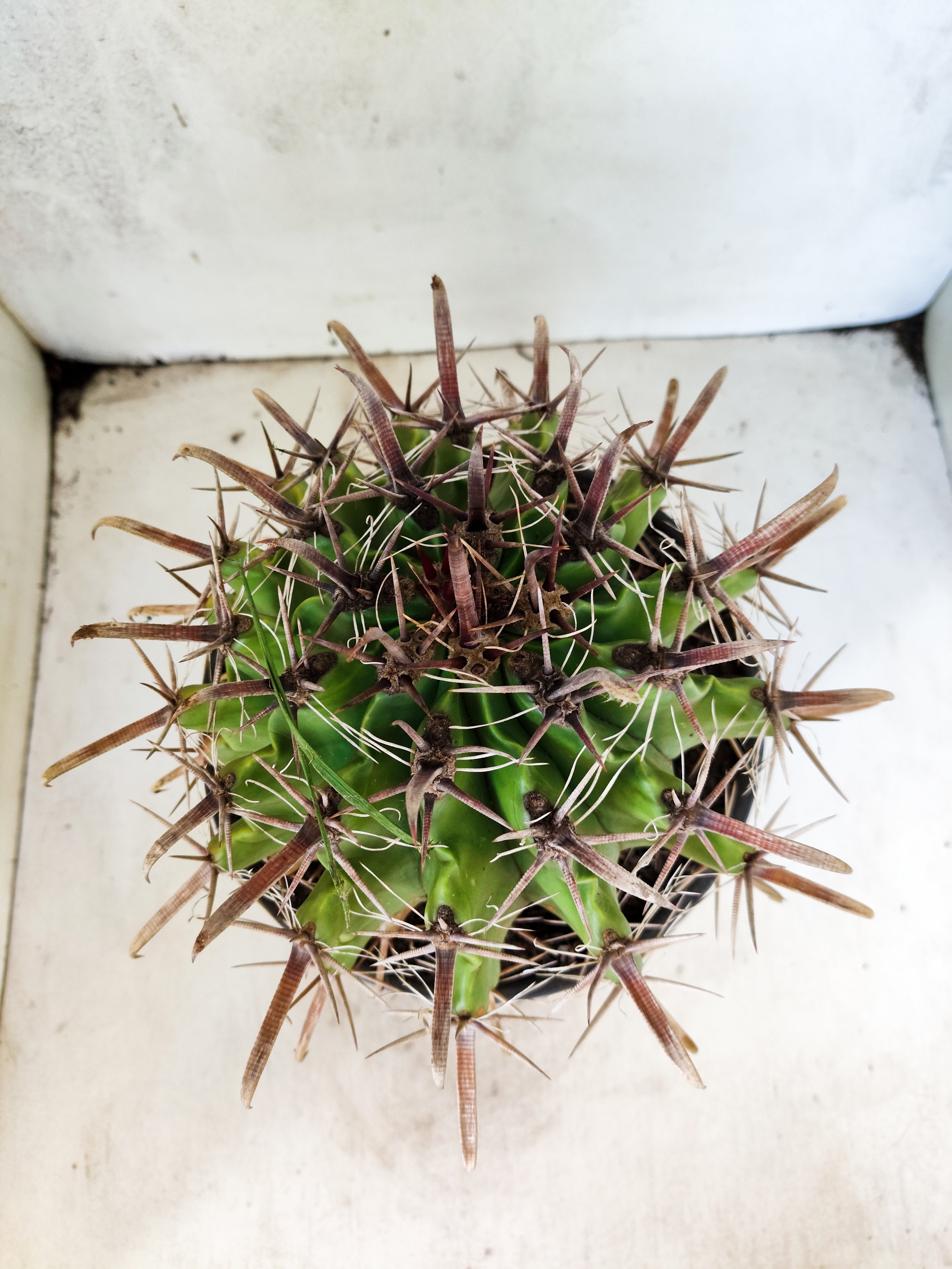 FEROCACTUS LATISPINUS Nº 100 – vaso 20