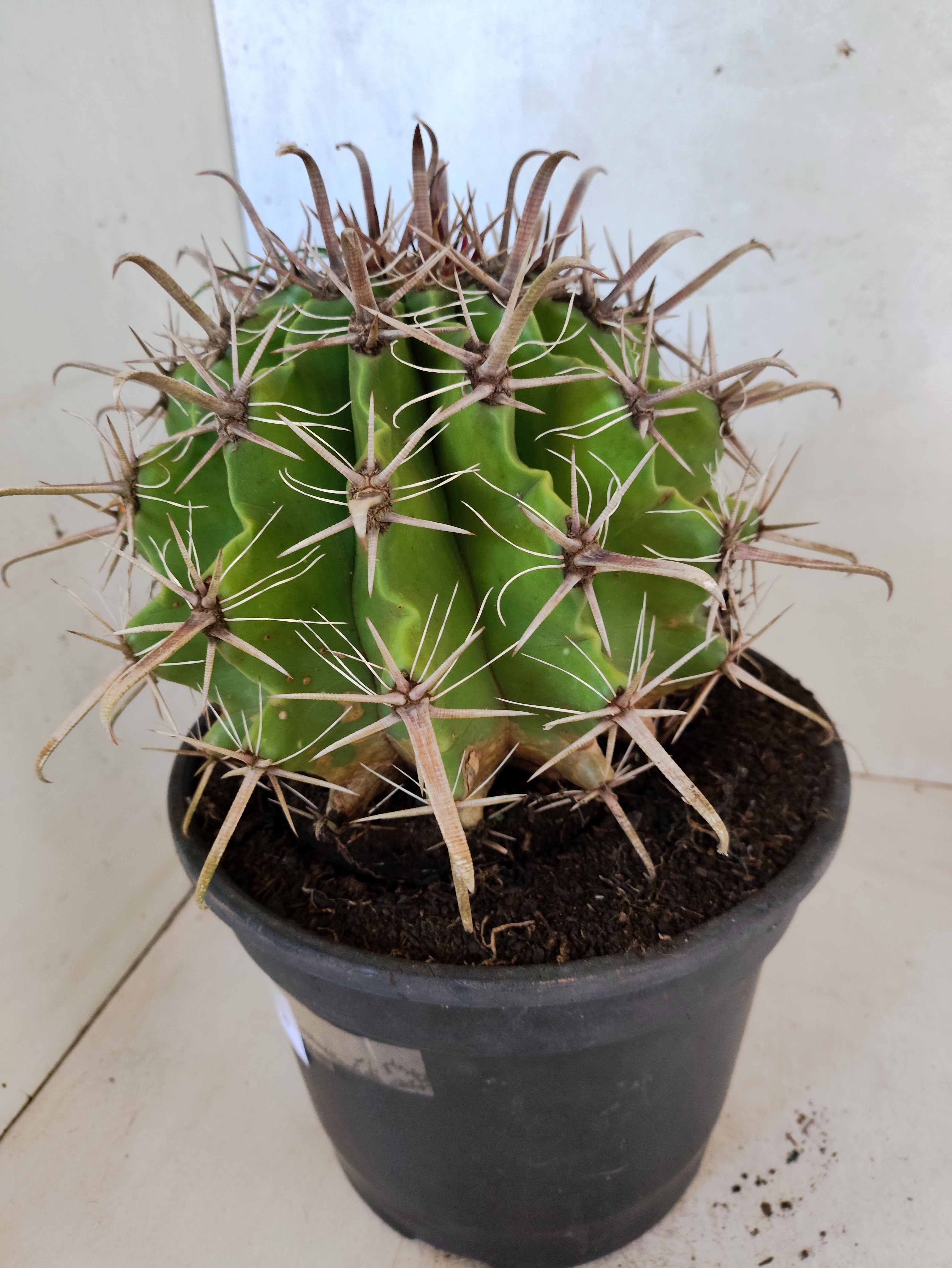 FEROCACTUS LATISPINUS Nº 100 – vaso 20