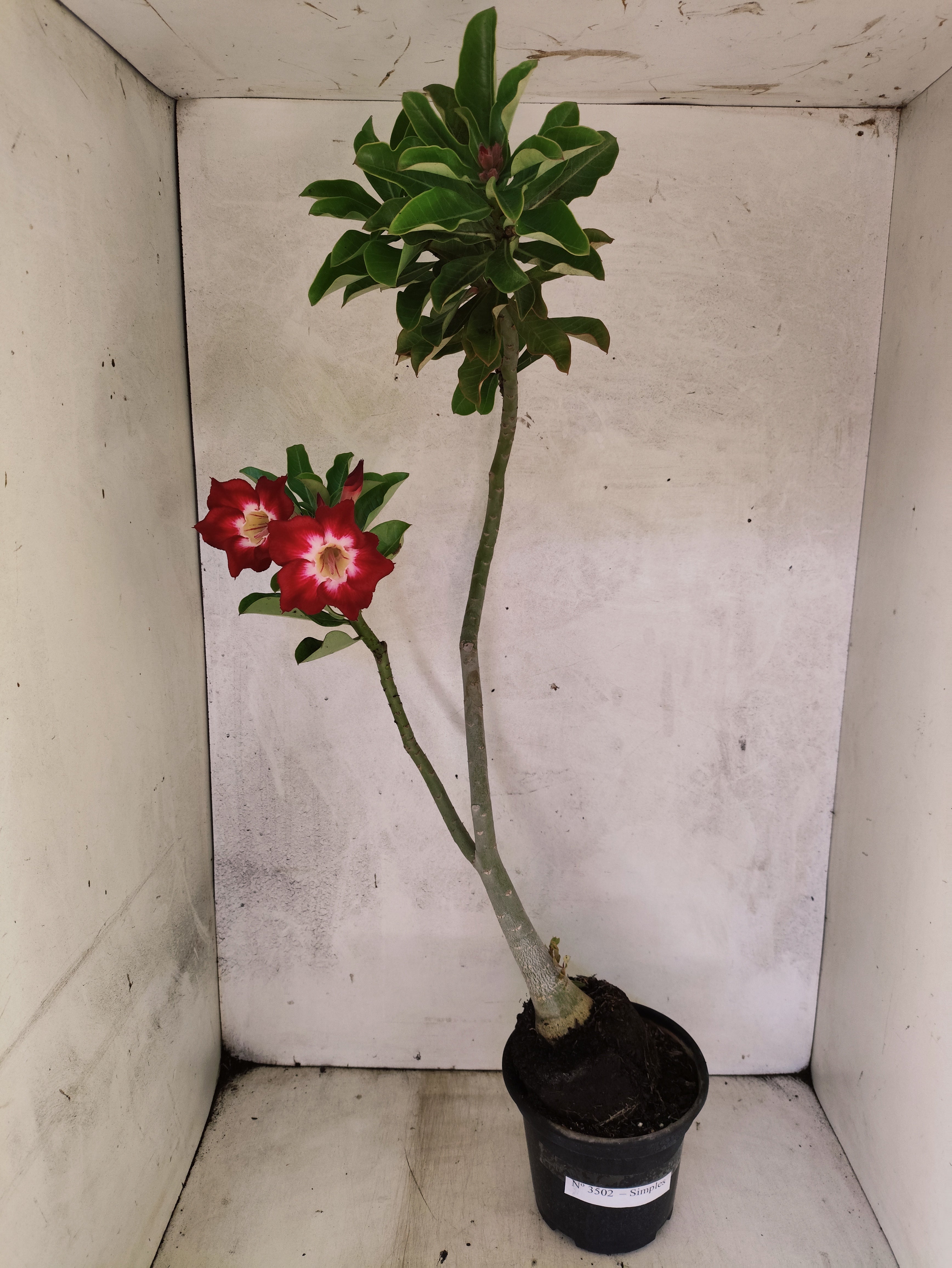 Planta Simples 3502 – 35cm – 03 anos
