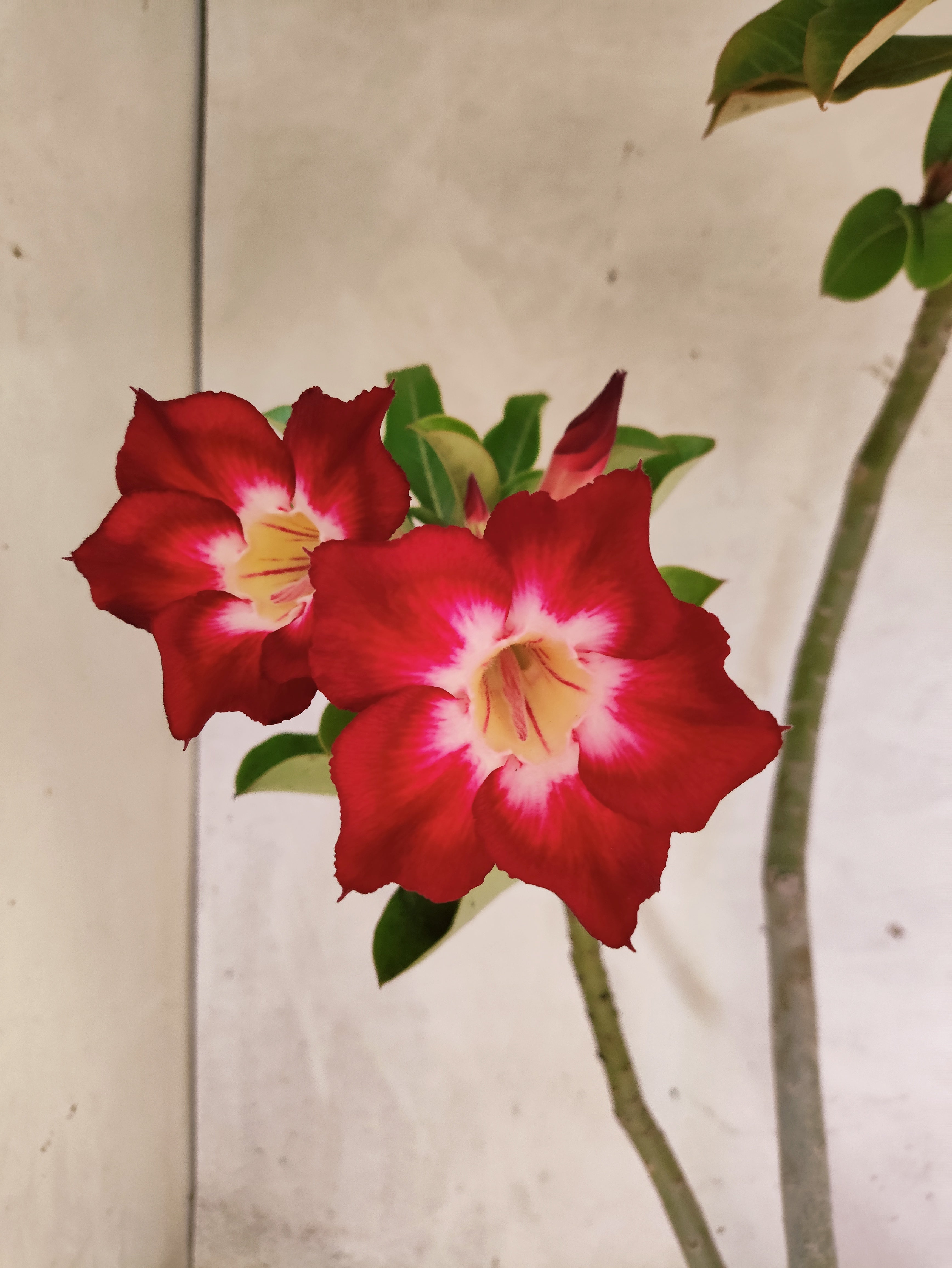Planta Simples 3502 – 35cm – 03 anos
