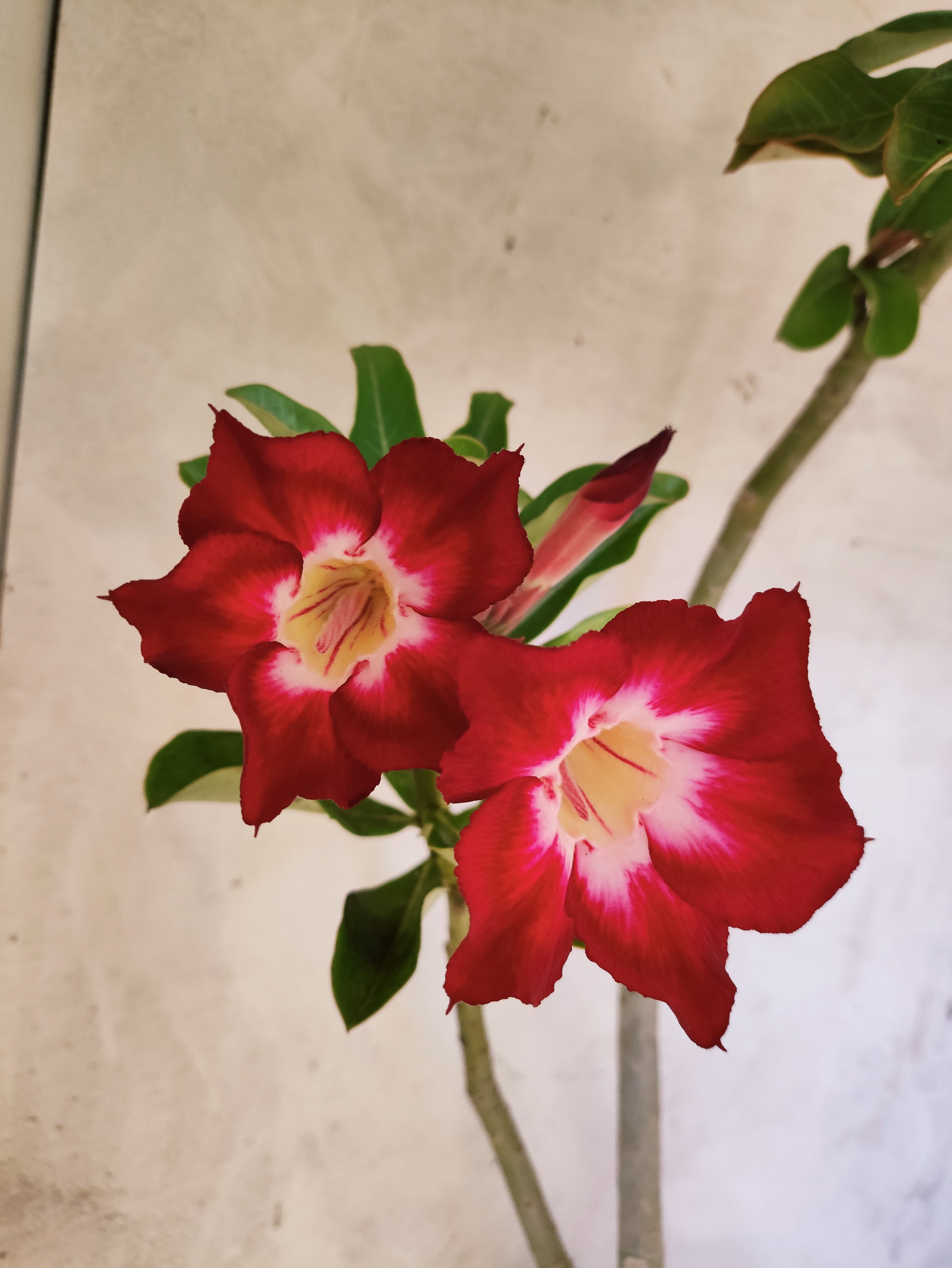 Planta Simples 3502 – 35cm – 03 anos