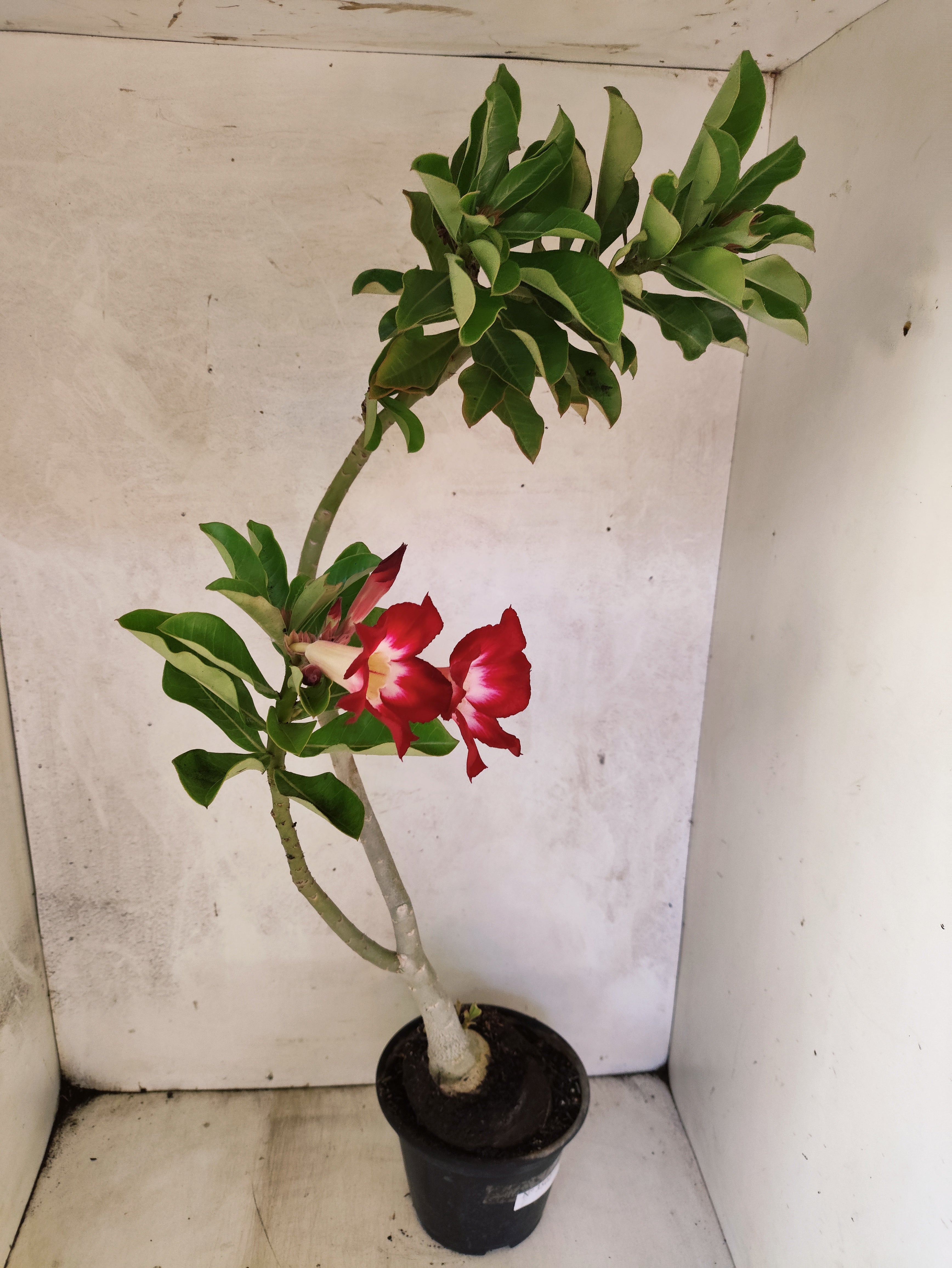 Planta Simples 3502 – 35cm – 03 anos