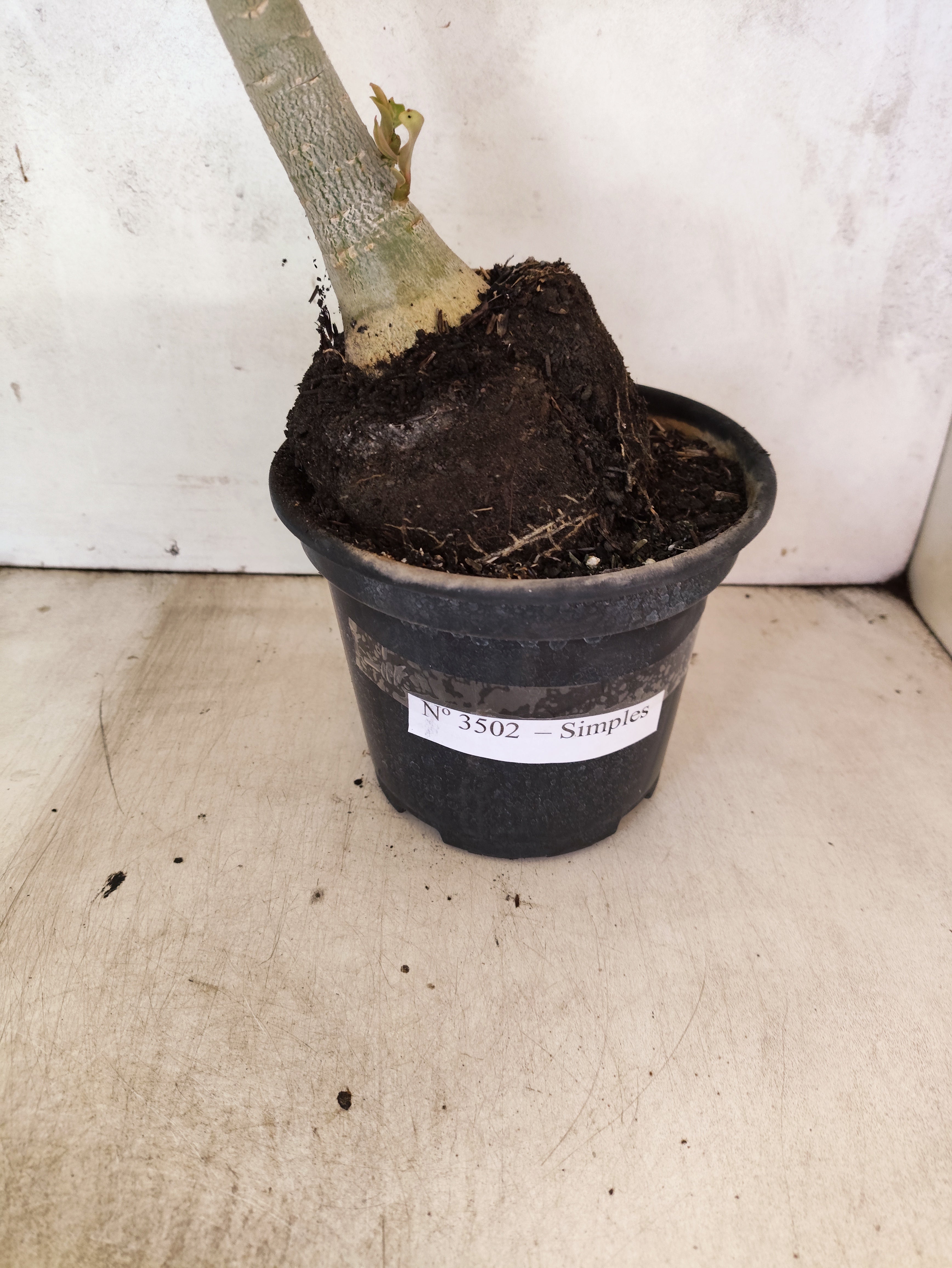 Planta Simples 3502 – 35cm – 03 anos