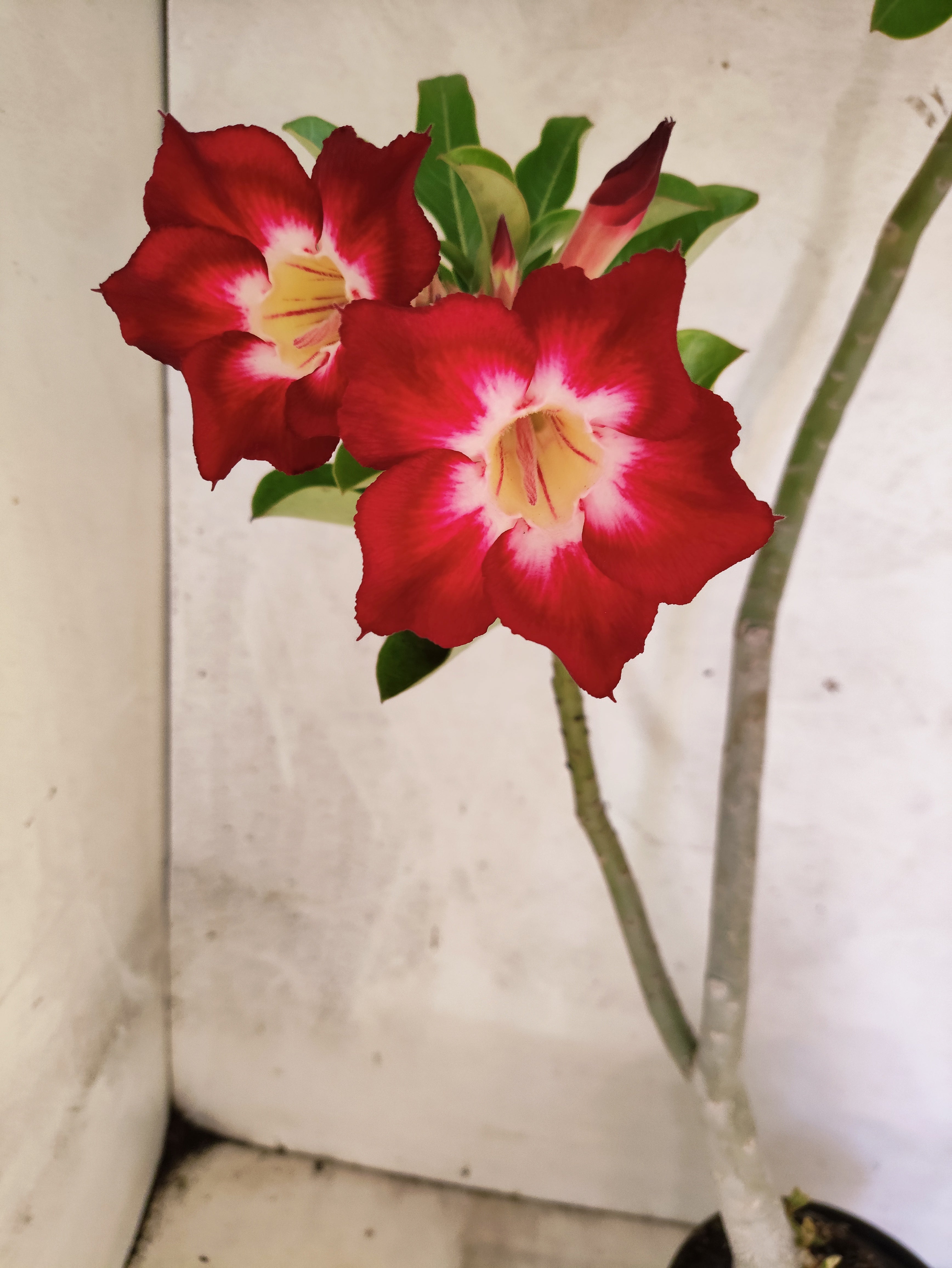 Planta Simples 3502 – 35cm – 03 anos