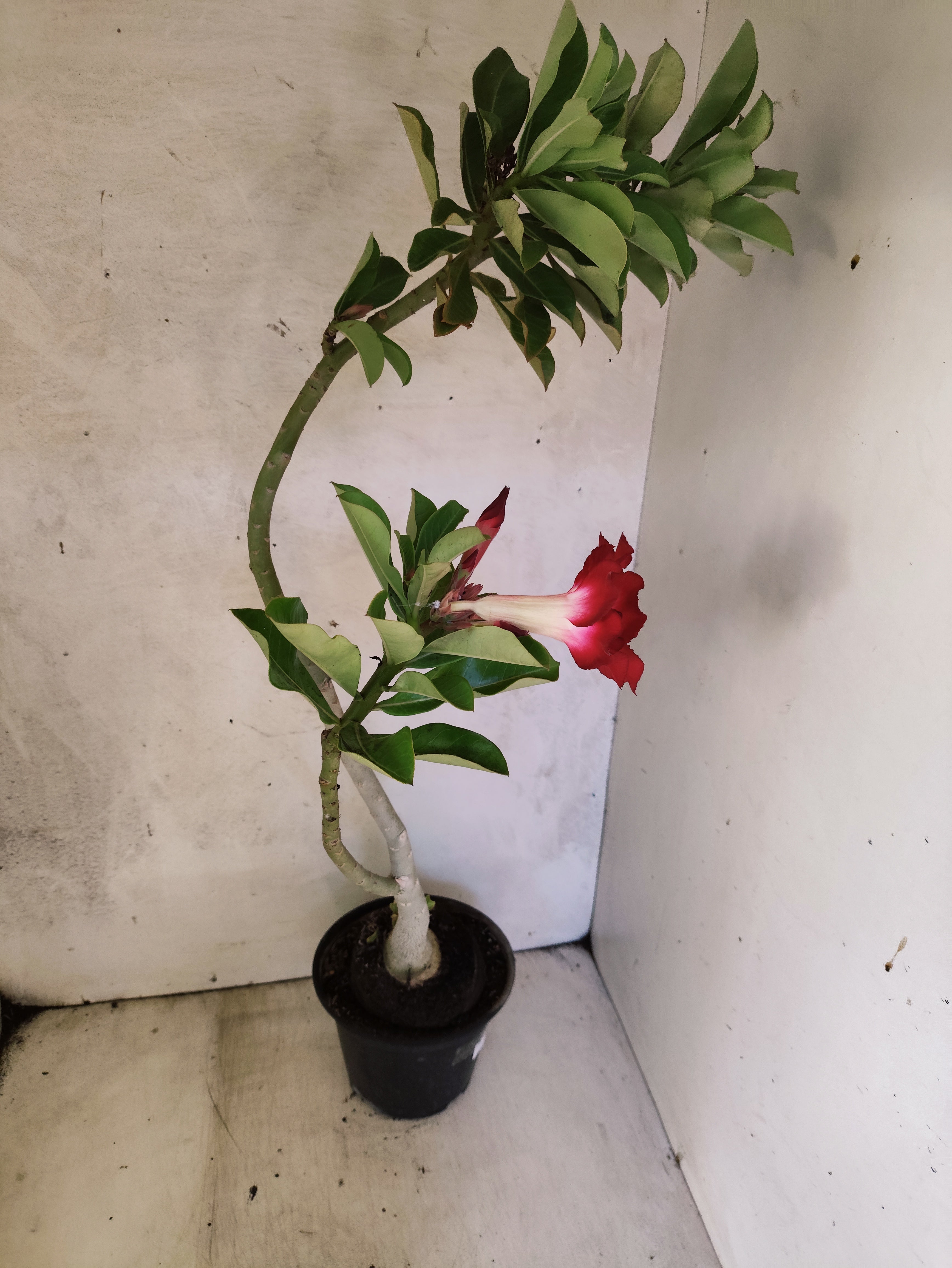 Planta Simples 3502 – 35cm – 03 anos
