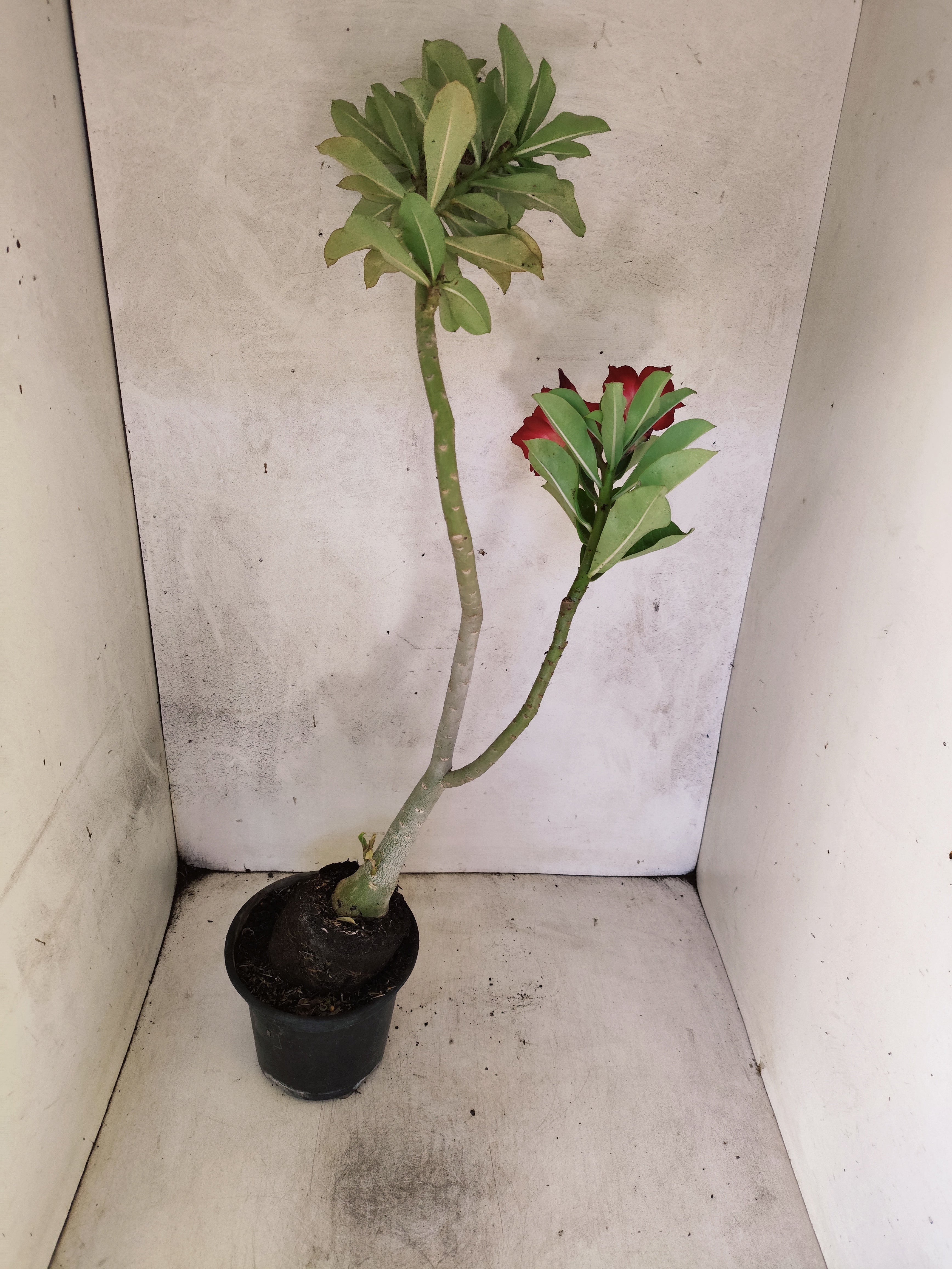 Planta Simples 3502 – 35cm – 03 anos