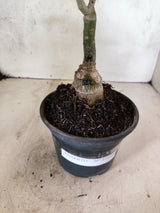 ENXERTO 12699 – 20cm (cor LM 827)